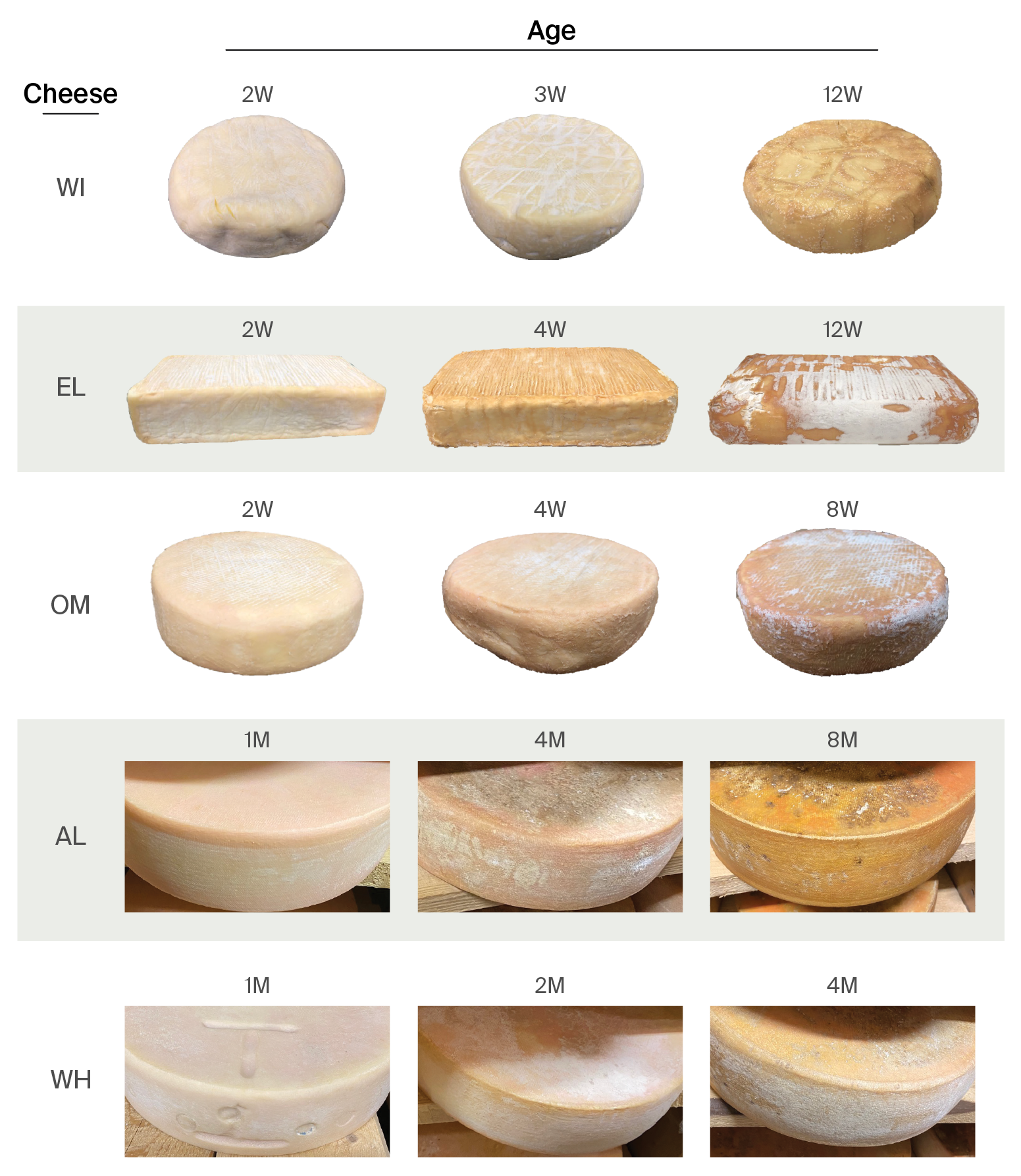 Paired long- and short-read metagenomics of cheese rind microbial ...
