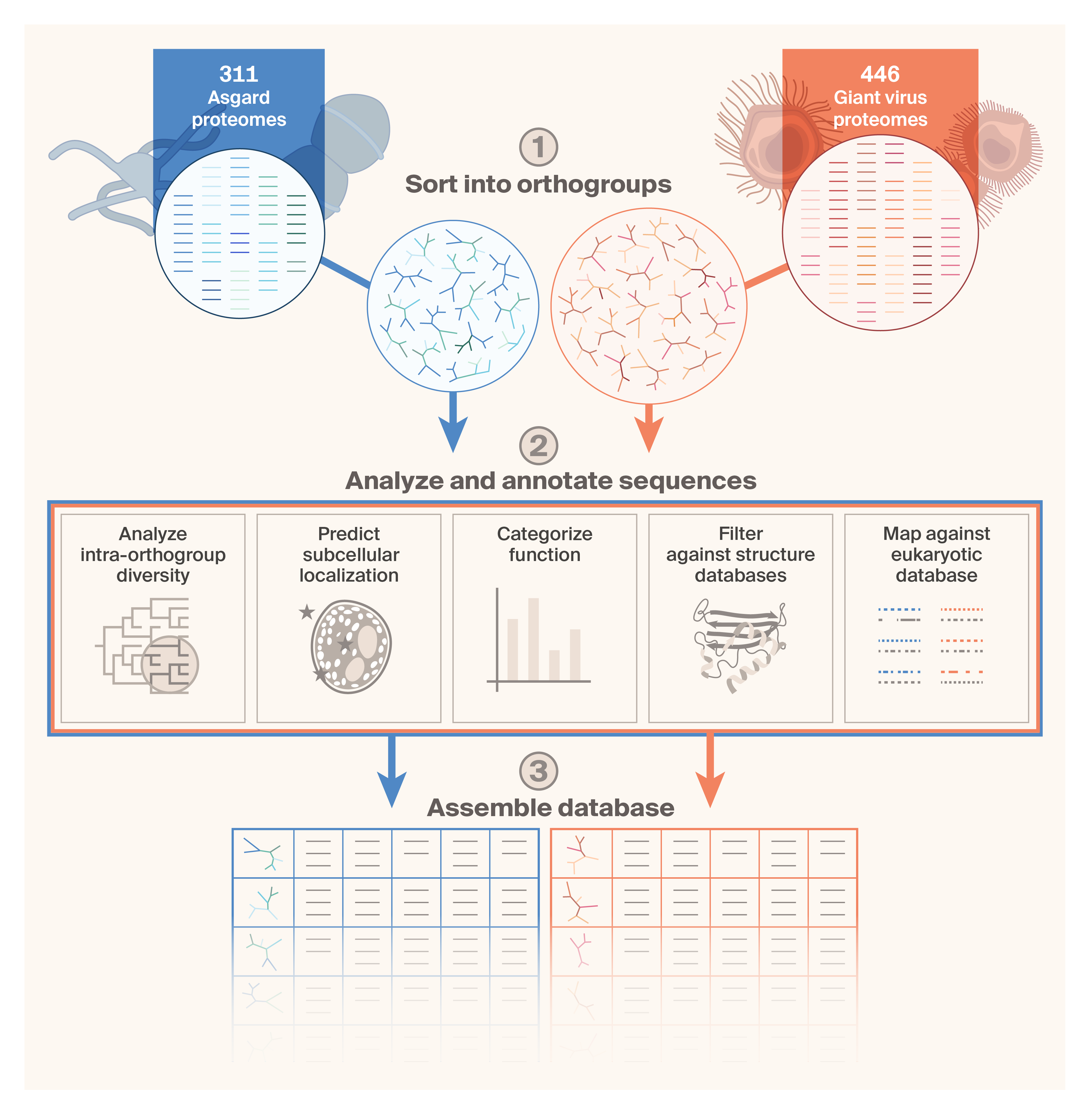 Schematic of our analysis pipeline, where we collected 311 Asgard and 446 giant virus proteomes, sorted them into orthogroups, and conducted downstream analyses such as intra-orthogroup diversity, subcellular localization, functional categorization, filtering against structure databases, and mapping against eukaryotic proteomes.