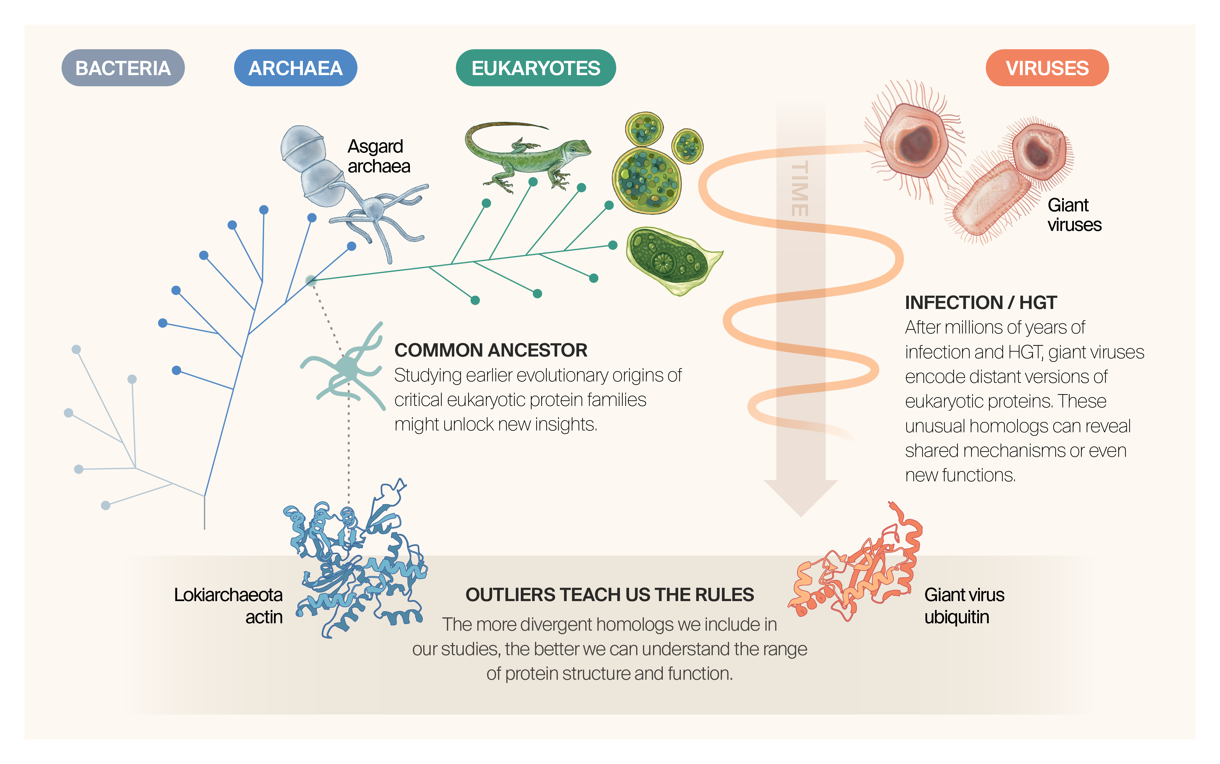 Graphical abstract of a phylogenetic tree showing the origin of eukaryotes within Asgard archaea, and the continuous horizontal gene transfer between giant viruses and their eukaryote hosts, where studying Asgard and giant virus proteomes offers the potential for novel insights into the evolution of the eukaryotic proteome.