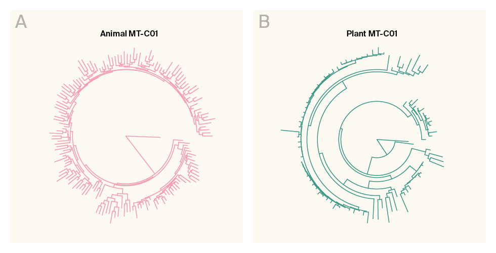 Phylogenies of the animal and plant COX1 phylogenetic trees where the two lineages show different diversification patterns.
