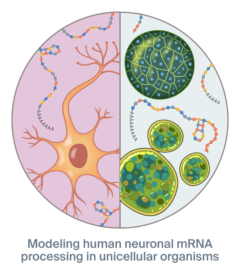 Illustration of a neuron side-by-side with single-celled organisms with RNA in the background on both sides with the text, “Modeling human neuronal mRNA processing in unicellular organisms”