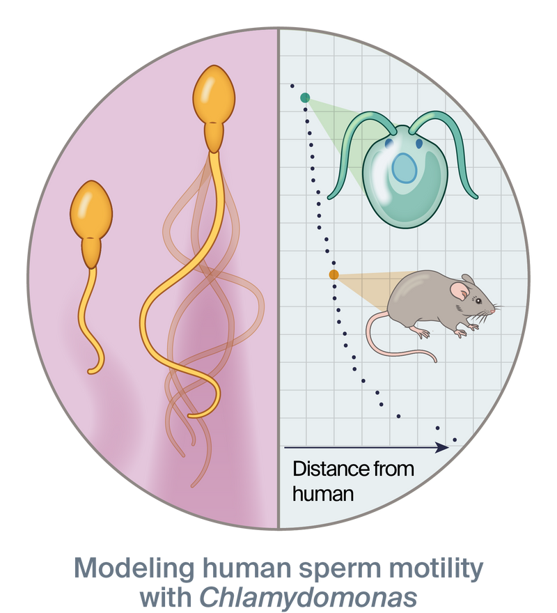 Illustration of sperm side-by-side with a Chlamydomonas cell and mouse showing that the algae is a closer match to humans than the mouse with the text, “Modeling human sperm motility with Chlamydomonas”