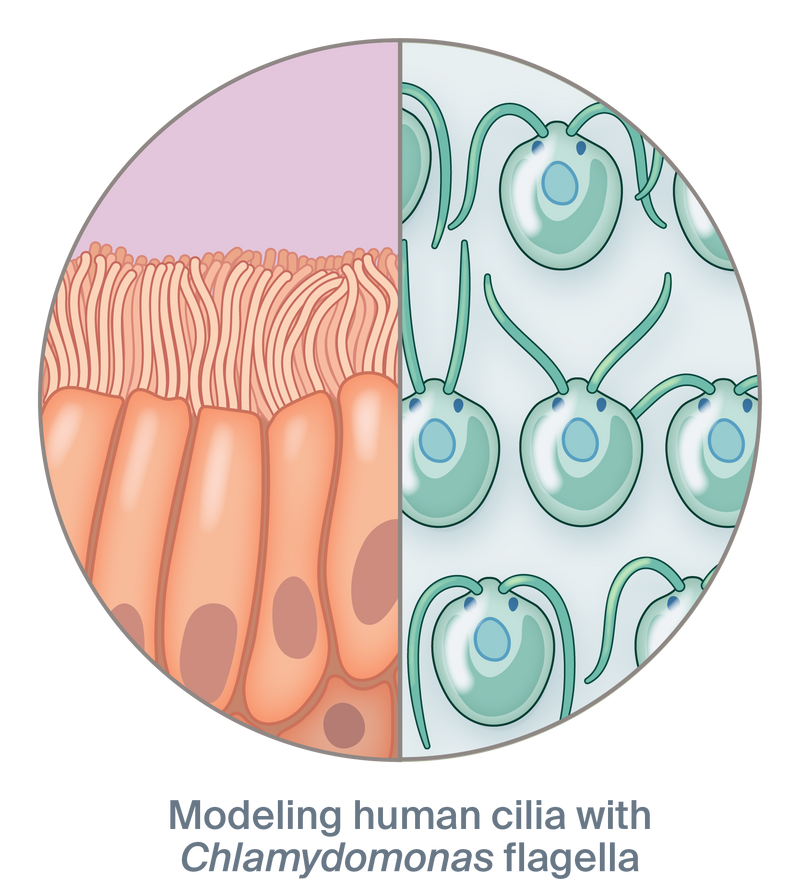 Illustration of cilia side-by-side with Chlamydomonas cells with the text, “Modeling human cilia with Chlamydomonas flagella”