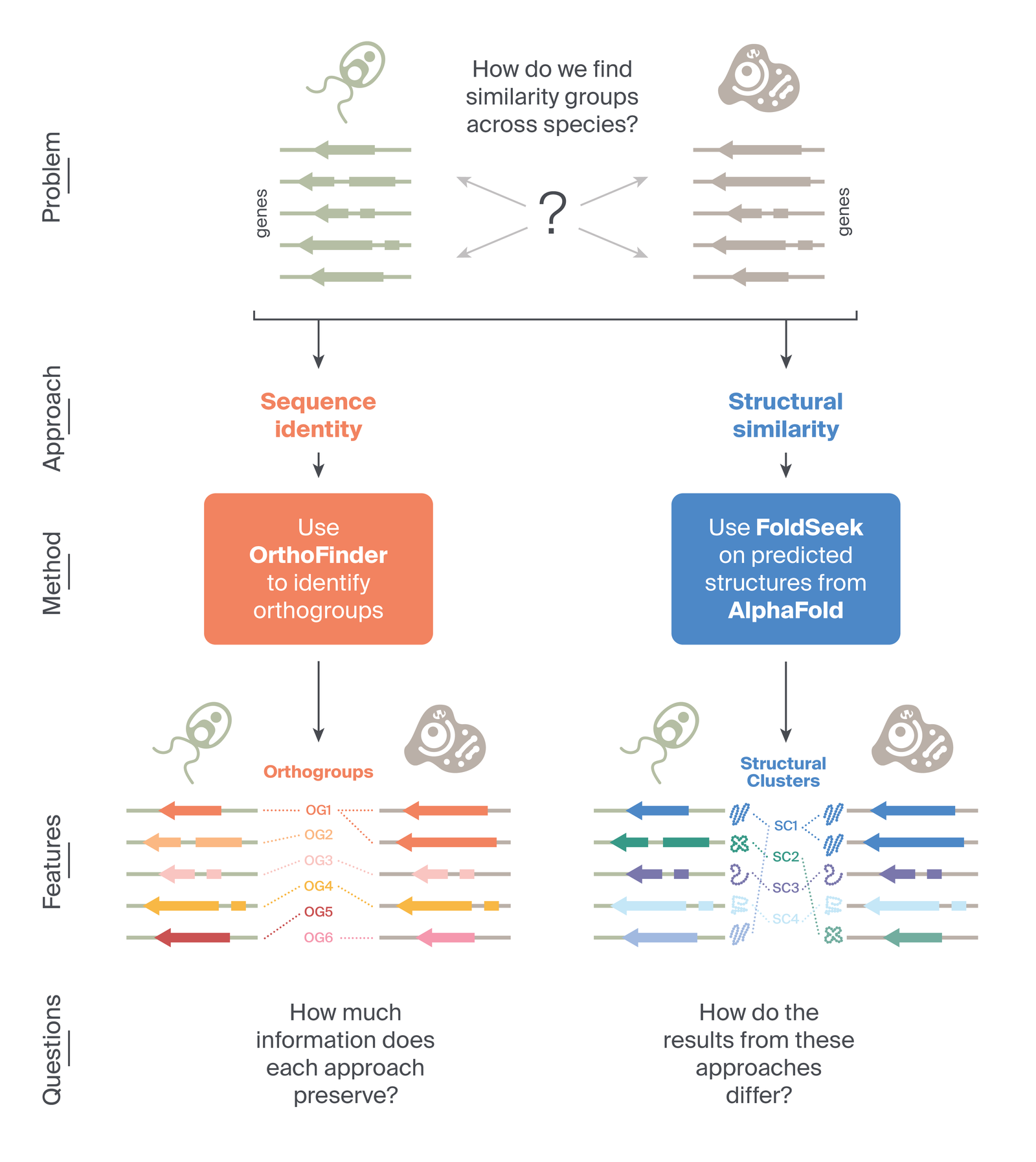 Gene Compare Comparing gene expression across species based on protein structure ...