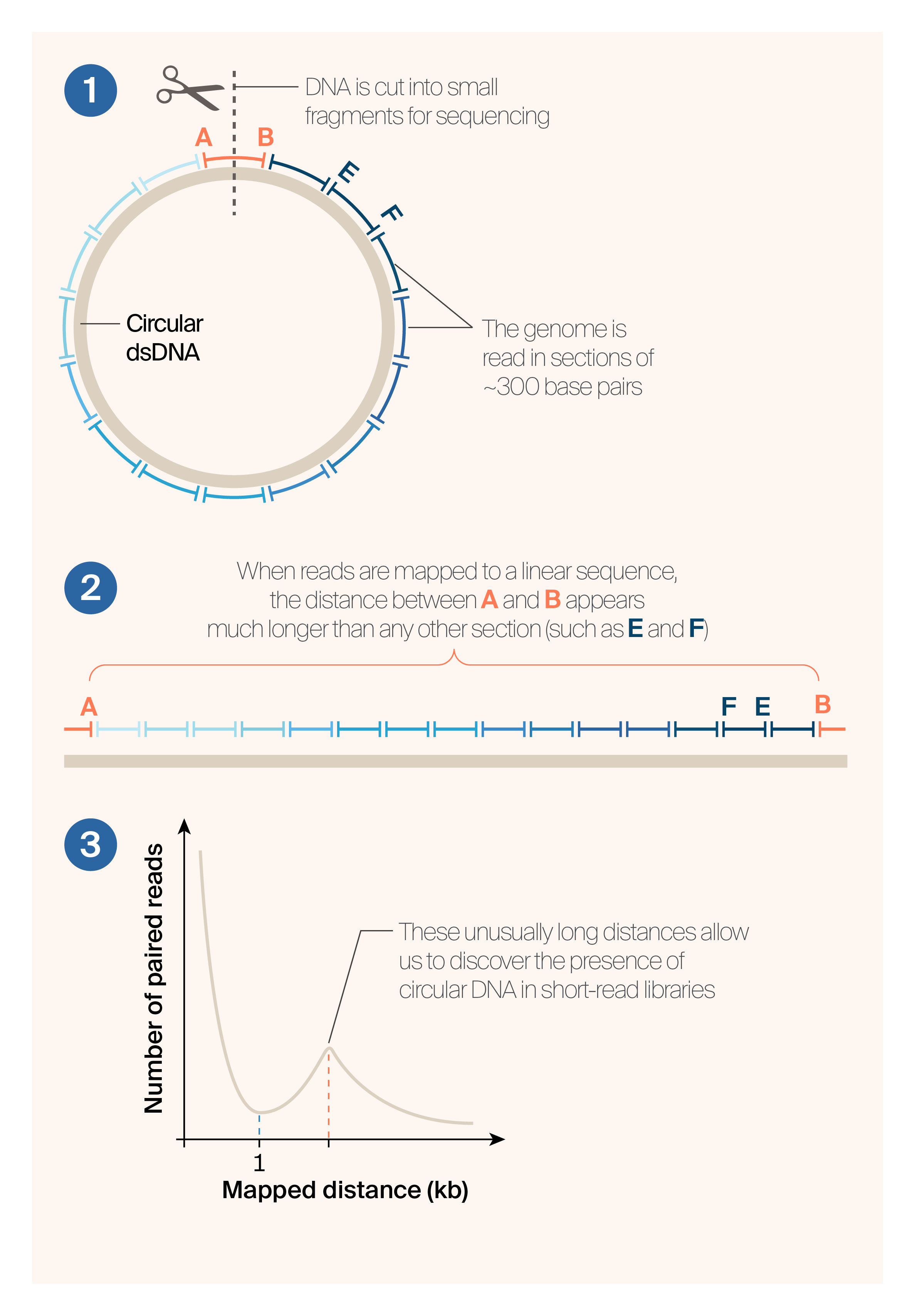 Identifying circular DNA using short-read mapping | The Stacks