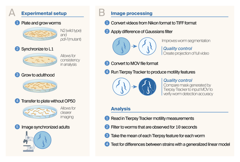 Visual overview of the experimental and computational workflow, described fully in main text.