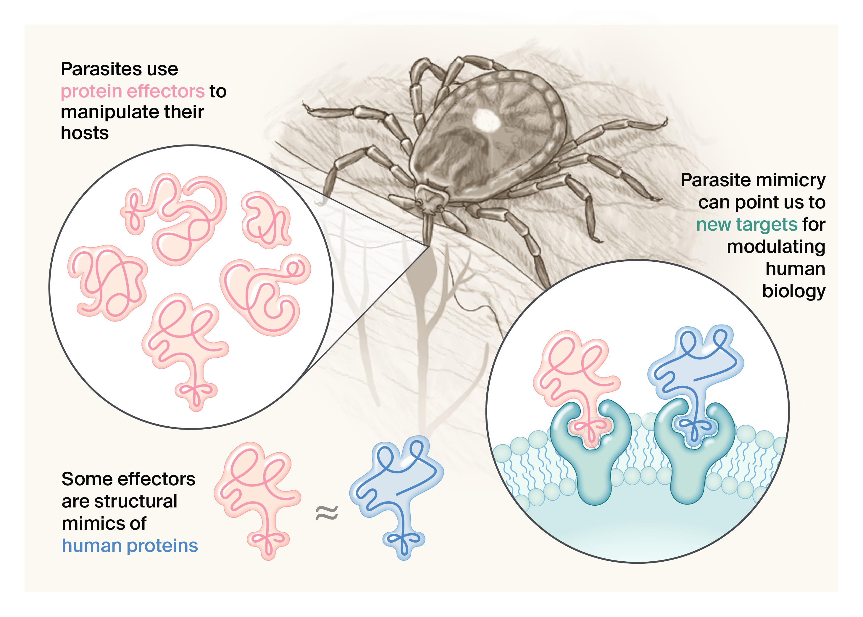 A drawing of a tick secreting effectors that mimic the shapes of human proteins.