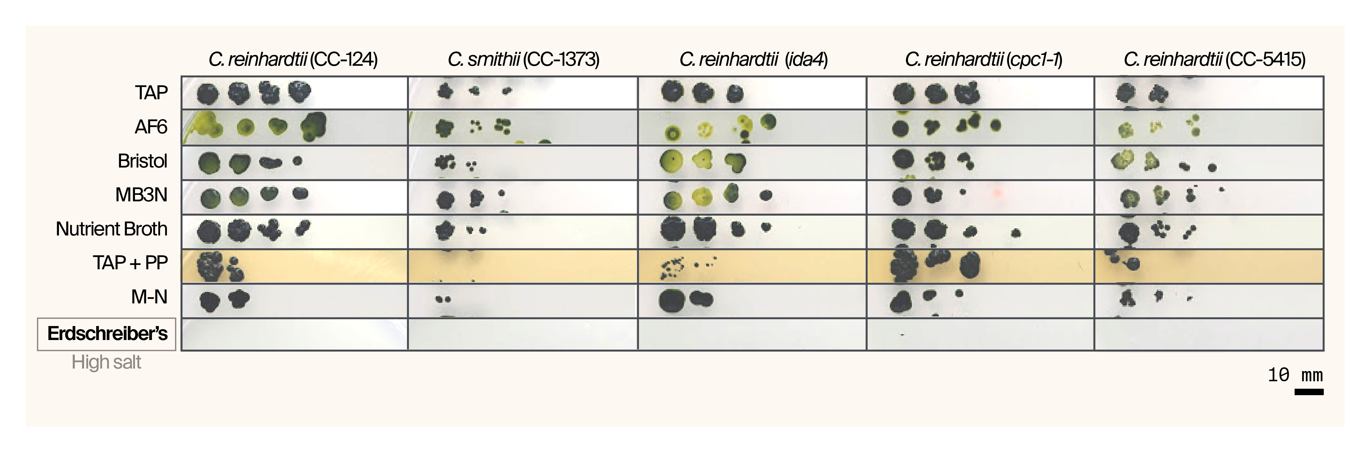 RGB image comparing growth of four Chlamydomonas strains (across eight different media types at 47 days post-inoculation, showing unique halotolerance of cpc1-1 strain, which is the only one growing, though minimally, on Erdschreiber's marine medium.
