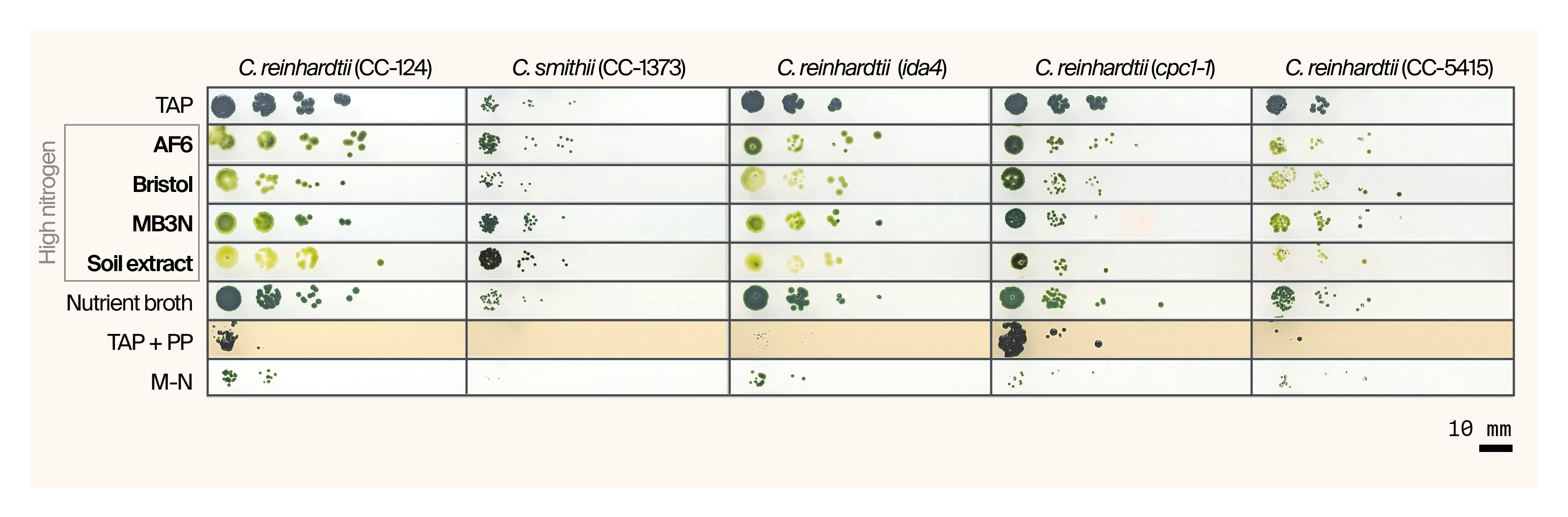 RGB image comparing the growth of five Chlamydomonas strains across eight different media types at 20 days post-inoculation, showing healthy growth of the cpc1-1 strain on nitrate-containing media.