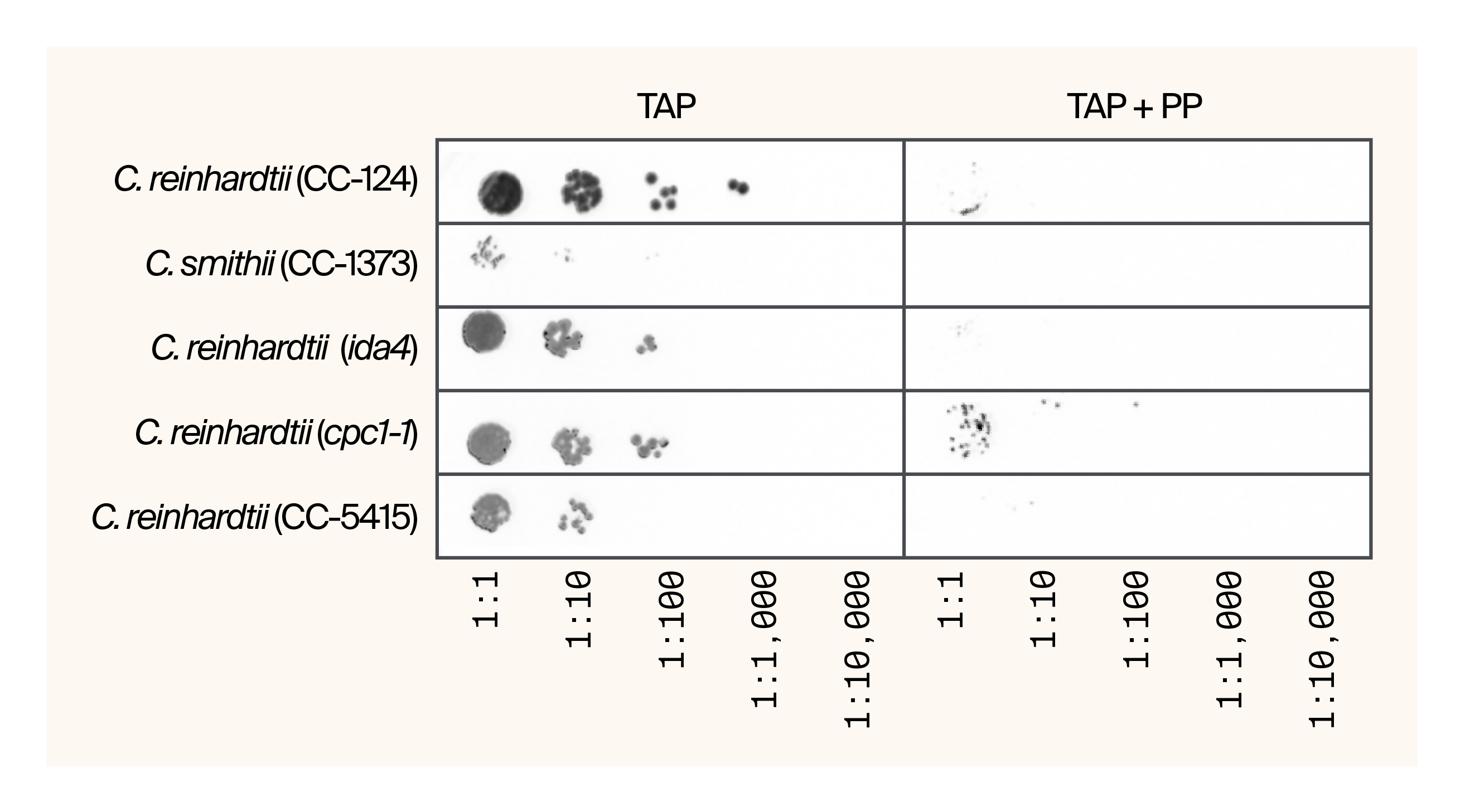 Fluorescence image of serial dilutions showing enhanced growth of cpc1-1 mutant on proteose peptone medium compared to wild-type strains and ida4 mutant, demonstrating unexpected metabolic differences between strains.