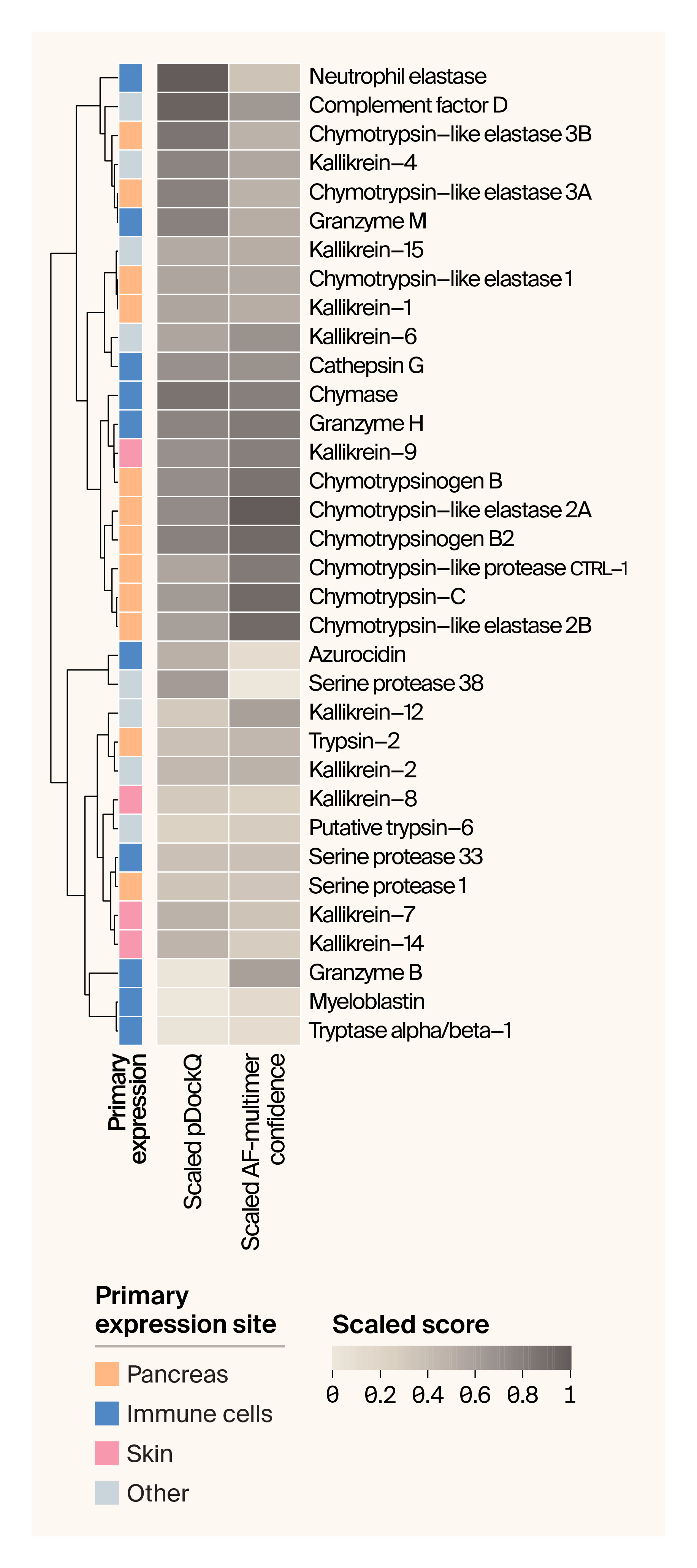 A heatmap showing pDockQ scores and AF-Multimer confidence ranking for 34 proteases predicted by AF-Multimer to be targetted by a tick protease inhibitor showing that these two scoring systems produce different rankings.