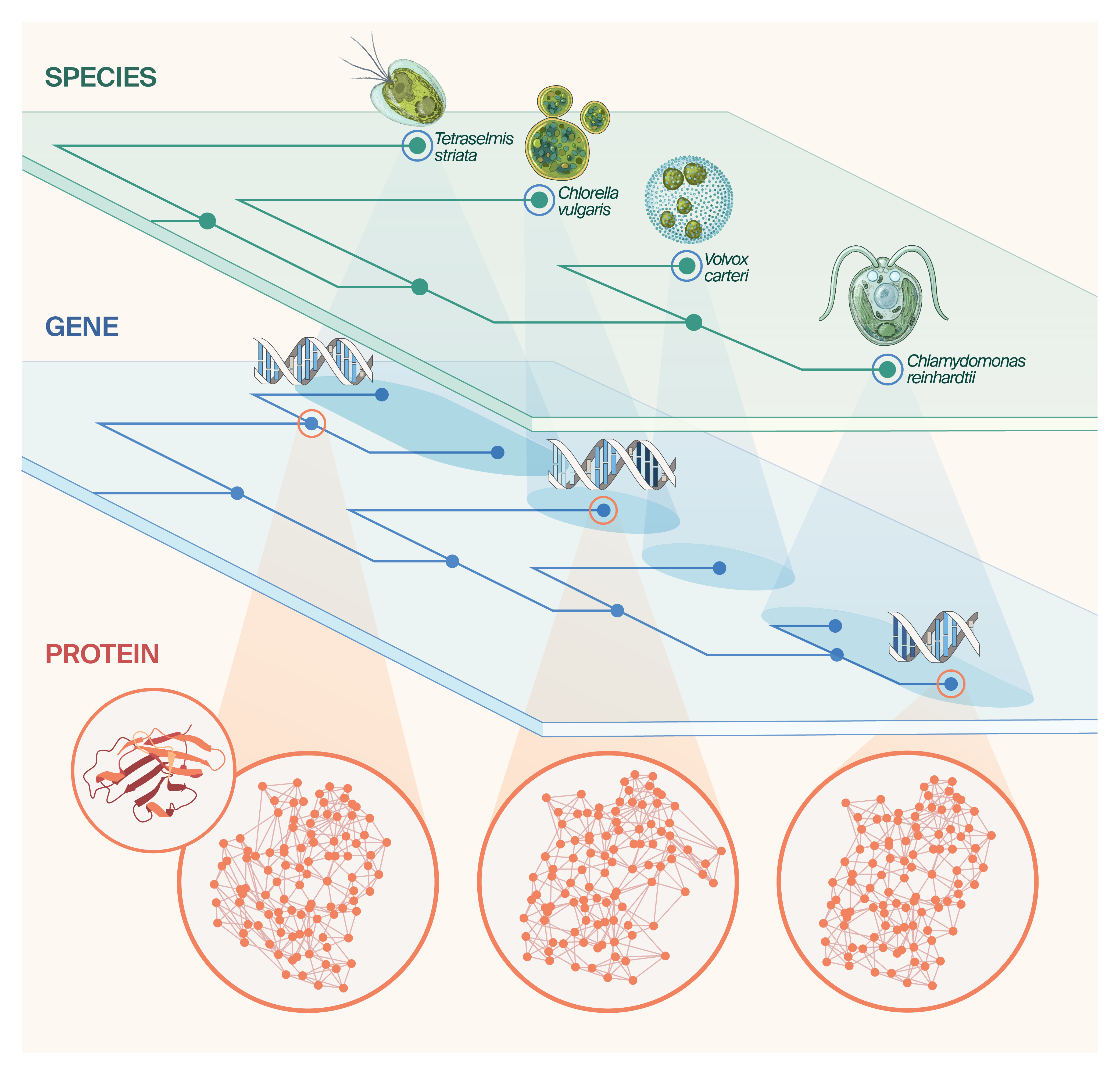 Multi-panel conceptual diagram of species, gene, and protein-level graph structures intended to illustrate how biological data across scales can be represented as graphs to unify explanatory and predictive modeling in evolutionary biology.