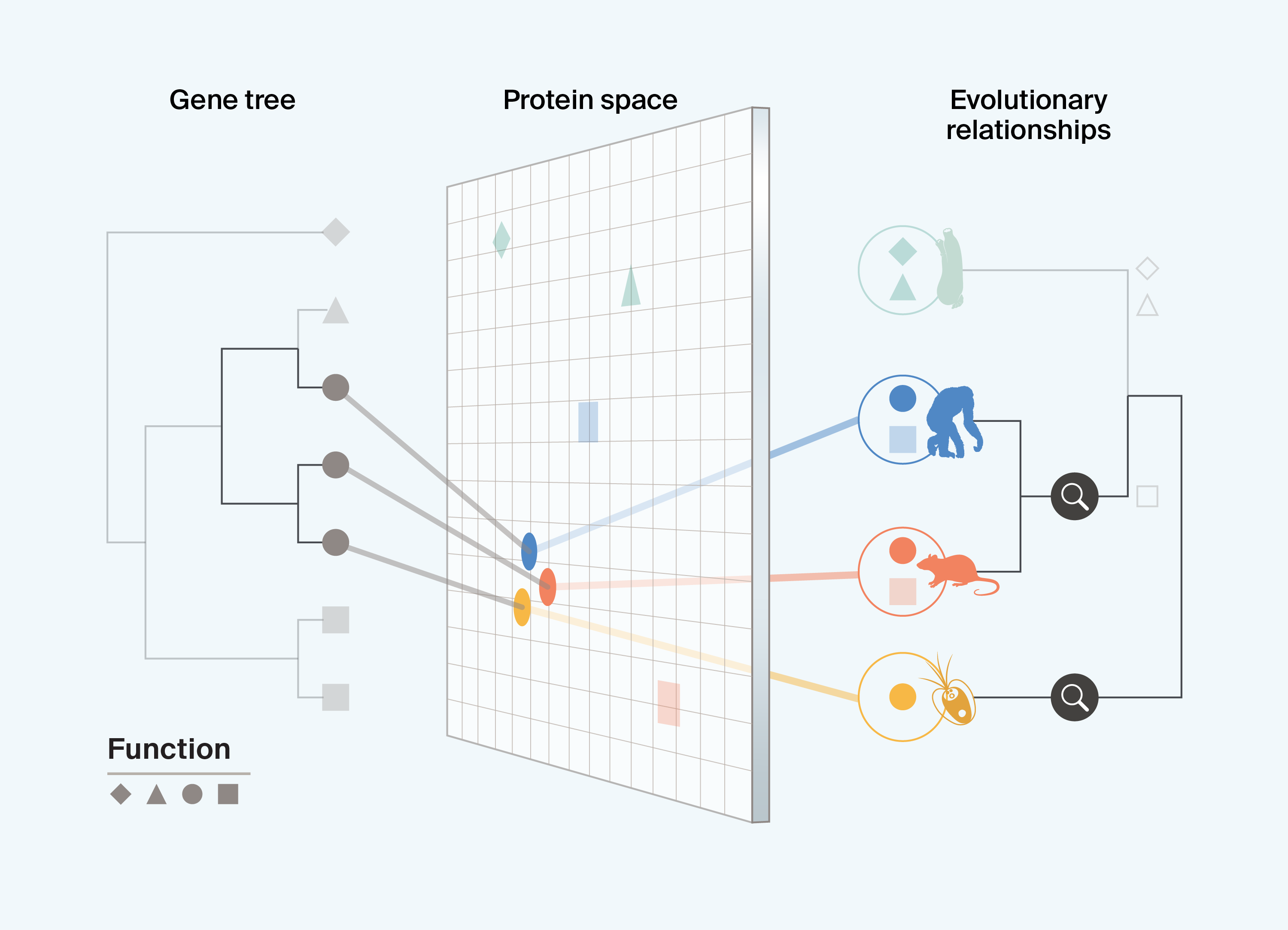 Schematic diagram showing the integration of data across a gene tree, a ‘protein space’ that captures different protein characteristics, and the evolutionary history of species in which proteins have evolved, showing that only by pairing protein and evolutionary information can we understand cases of convergence or conservation of protein function across divergent lineages. In this case, it is demonstrated by proteins with the circle function, which are present in both mammals and algae, and may be the result of conservation or convergence.