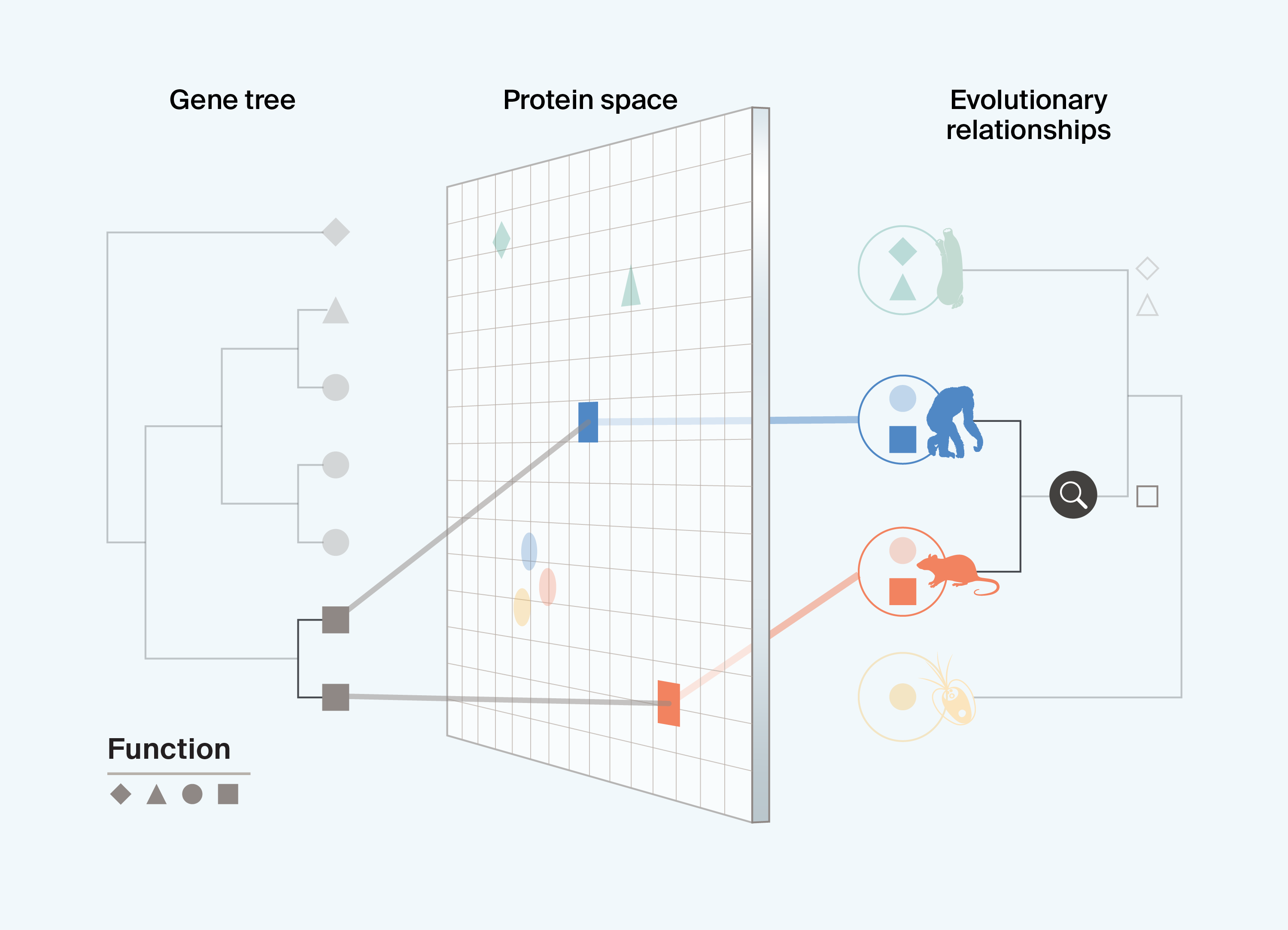 Schematic diagram showing the integration of data across a gene tree, a ‘protein space’ that captures different protein characteristics, and the evolutionary history of species in which proteins have evolved, showing that only by pairing protein and evolutionary information can we understand where in the evolution of extant lineages a function of interest, in this case the square function, evolved.