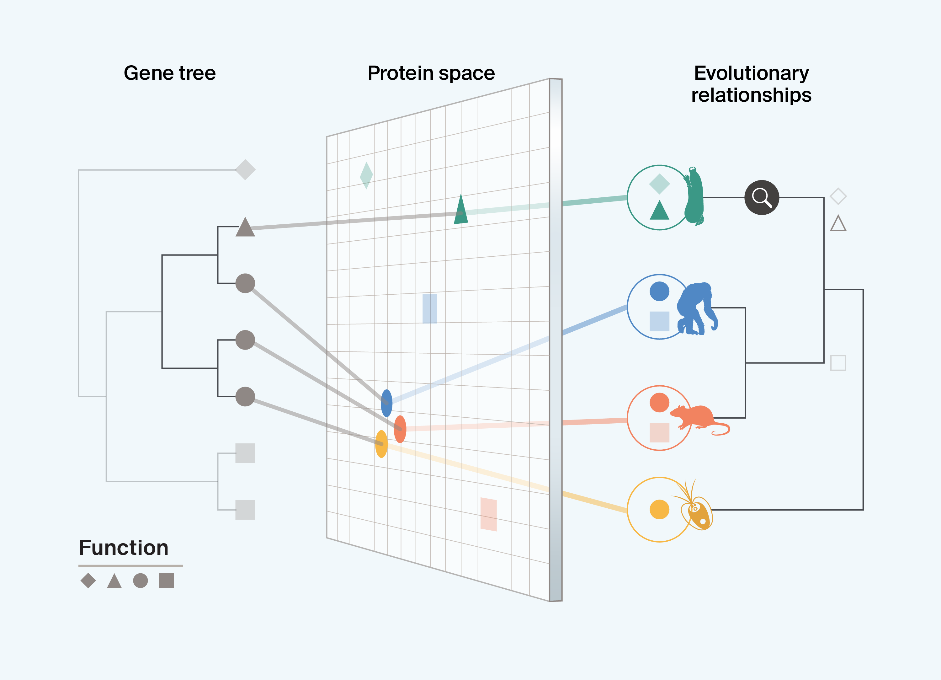 Schematic diagram showing the integration of data across a gene tree, a ‘protein space’ that captures different protein characteristics, and the evolutionary history of species in which proteins have evolved, showing that only by pairing protein and evolutionary information can we identify instances where a protein that seems constrained in function, and inferred to be essential, has evolved to have a different, novel, function in another lineage. Here, this is represented by the fact that the sea squirt does not have a protein with the circle function, which is present across all other taxa, but instead has a protein with the triangle function, which is not present in other species.