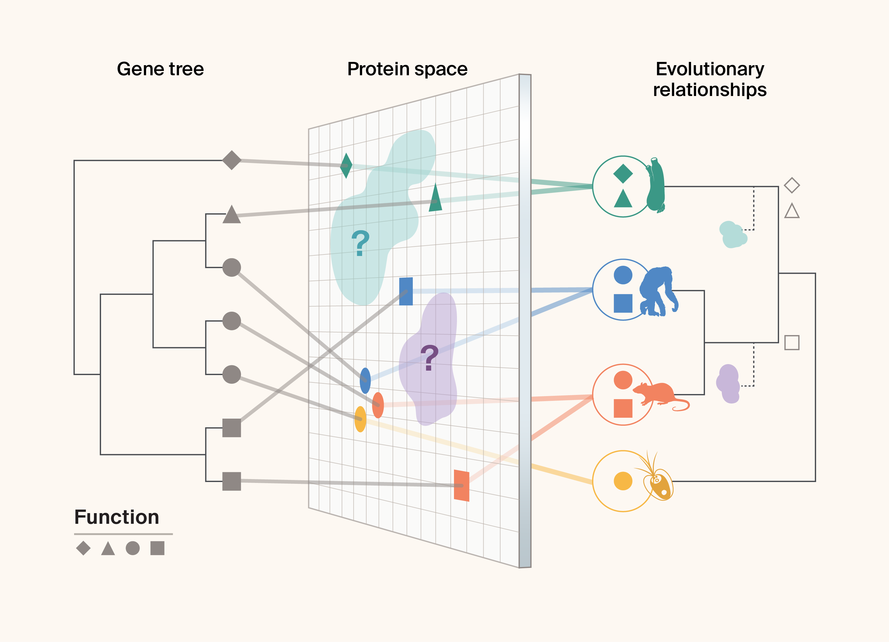 Schematic of information that can be leveraged for finding and interpreting bio-utility, including a gene tree, the characteristics of proteins simplified into a 2D protein surface, and the evolutionary relationships between the species in which the same proteins evolved, highlighting the wealth of knowledge and broader perspective we gain about proteins when we include their evolutionary information.