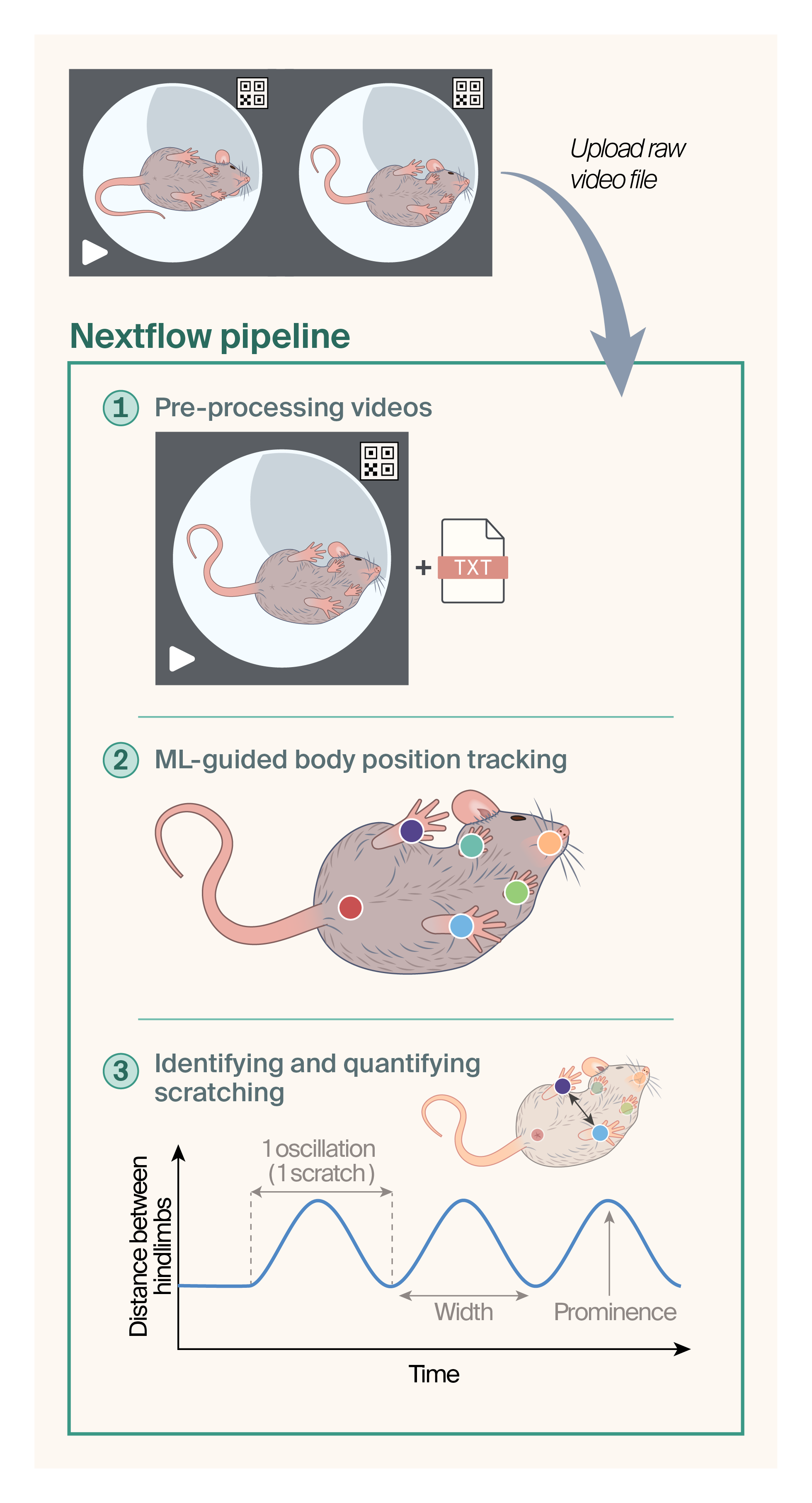 Overview diagram of video processing and scratching behavior quantification, where the three key steps are 1) pre-processing videos, 2) ML-guided body position tracking, and 3) identifying and quantifying scratching. The scratching data gets plotted on a graph with time on the x-axis and distance between hindlimbs on the y-axis. Each oscillation represents one scratch.