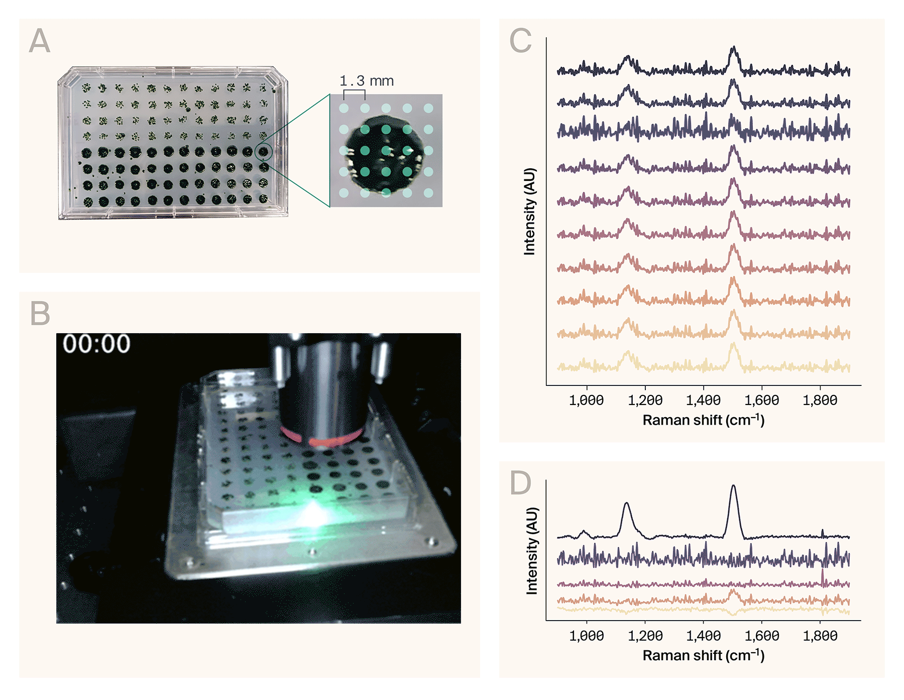 Composite figure of AutoOpenRaman on a 96-well plate where images and spectra show successful automated colony sampling and analysis