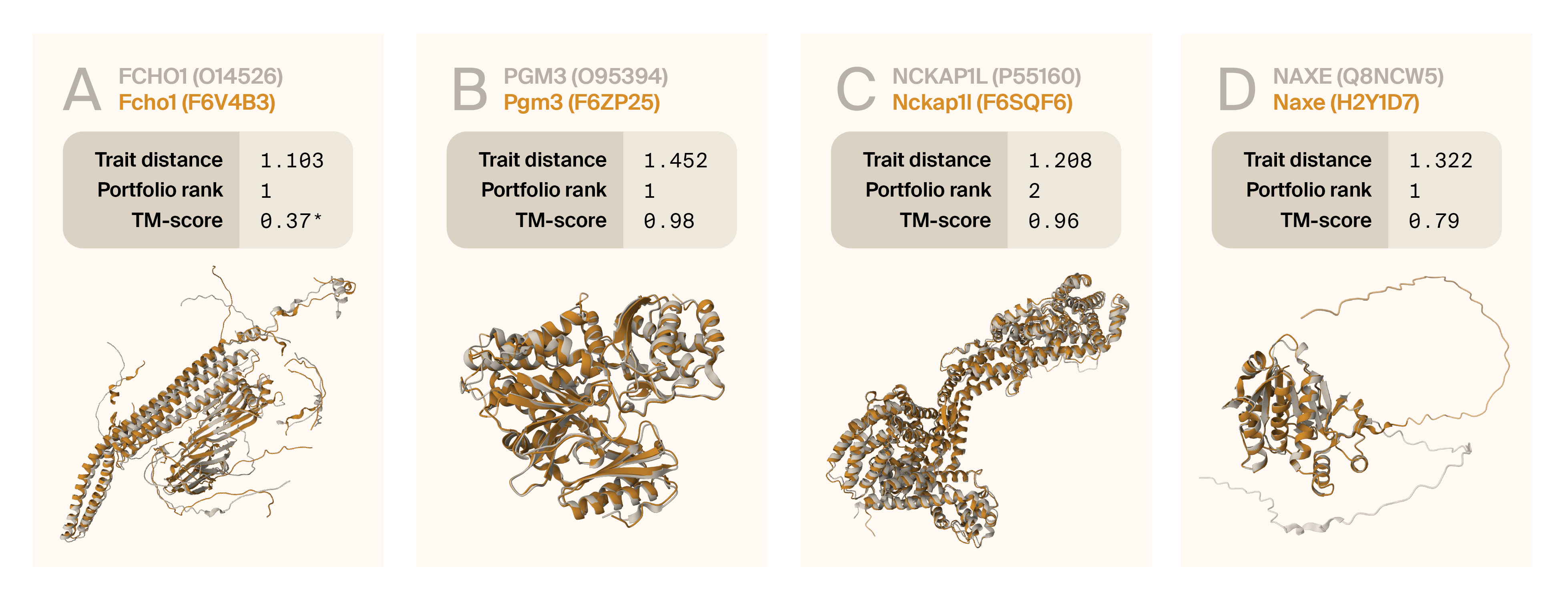 Structural alignments of proteins from humans and Ciona show high structural similarity due to their overlapping shapes.