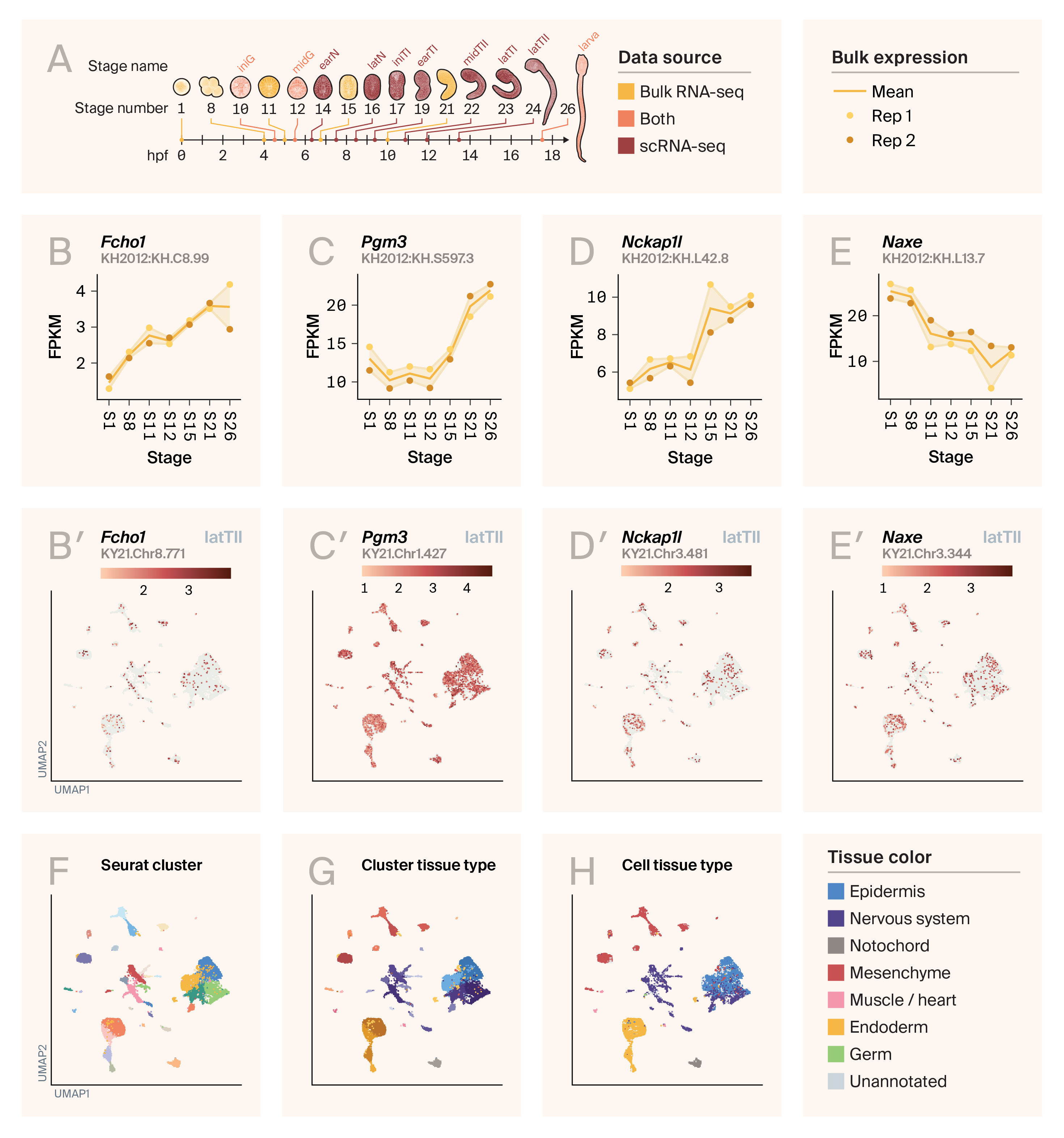 Scatter plots for Ciona RNA-seq datasets showing dynamic gene expression in different tissues during development.