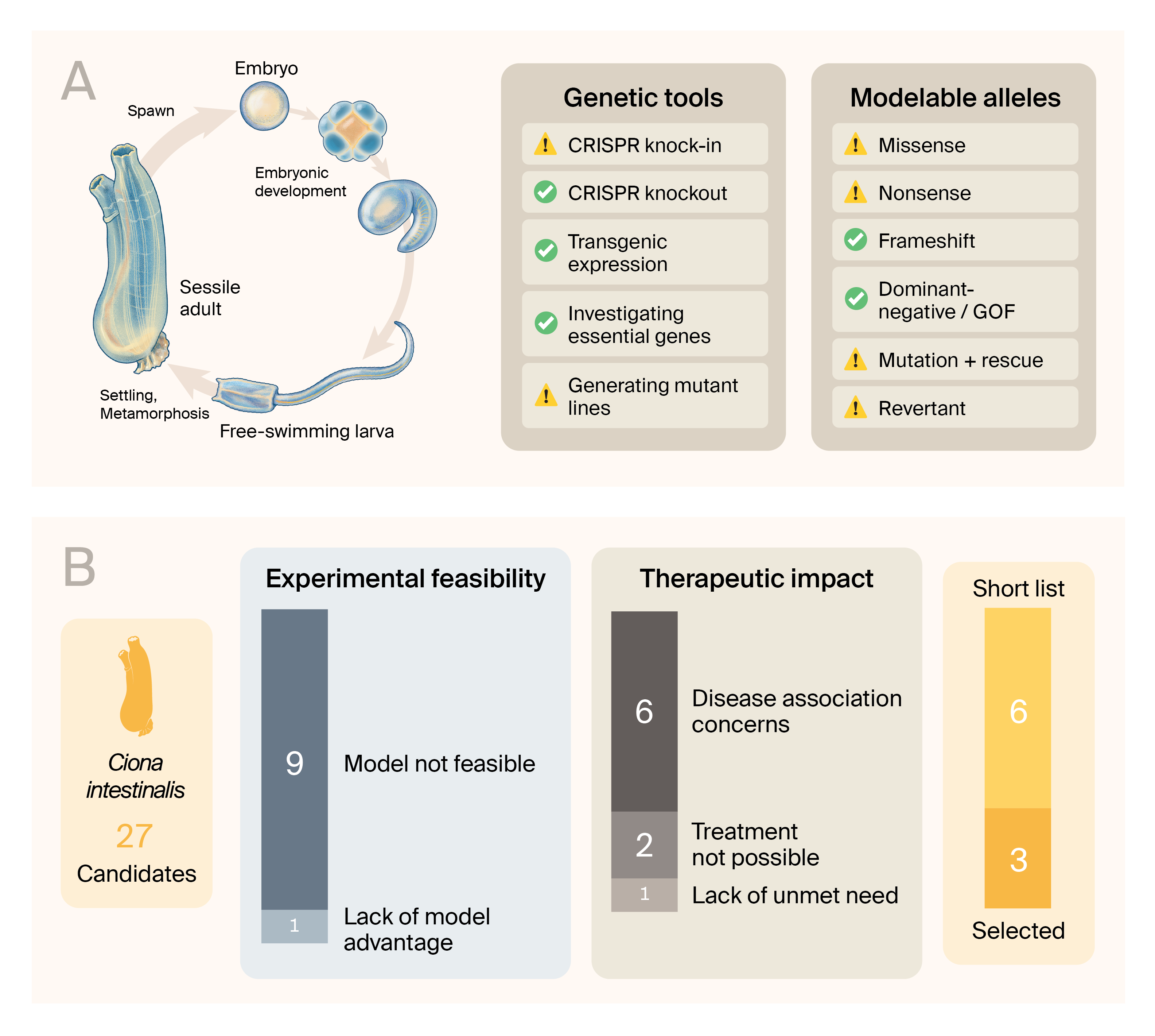 Drawing of the Ciona life cycle next to its genetic tools. Bar charts show how we trimmed the long list of 27 genes to nine, mostly eliminating candidates where the model wasn’t feasible or we had concerns about the gene’s association with disease.
