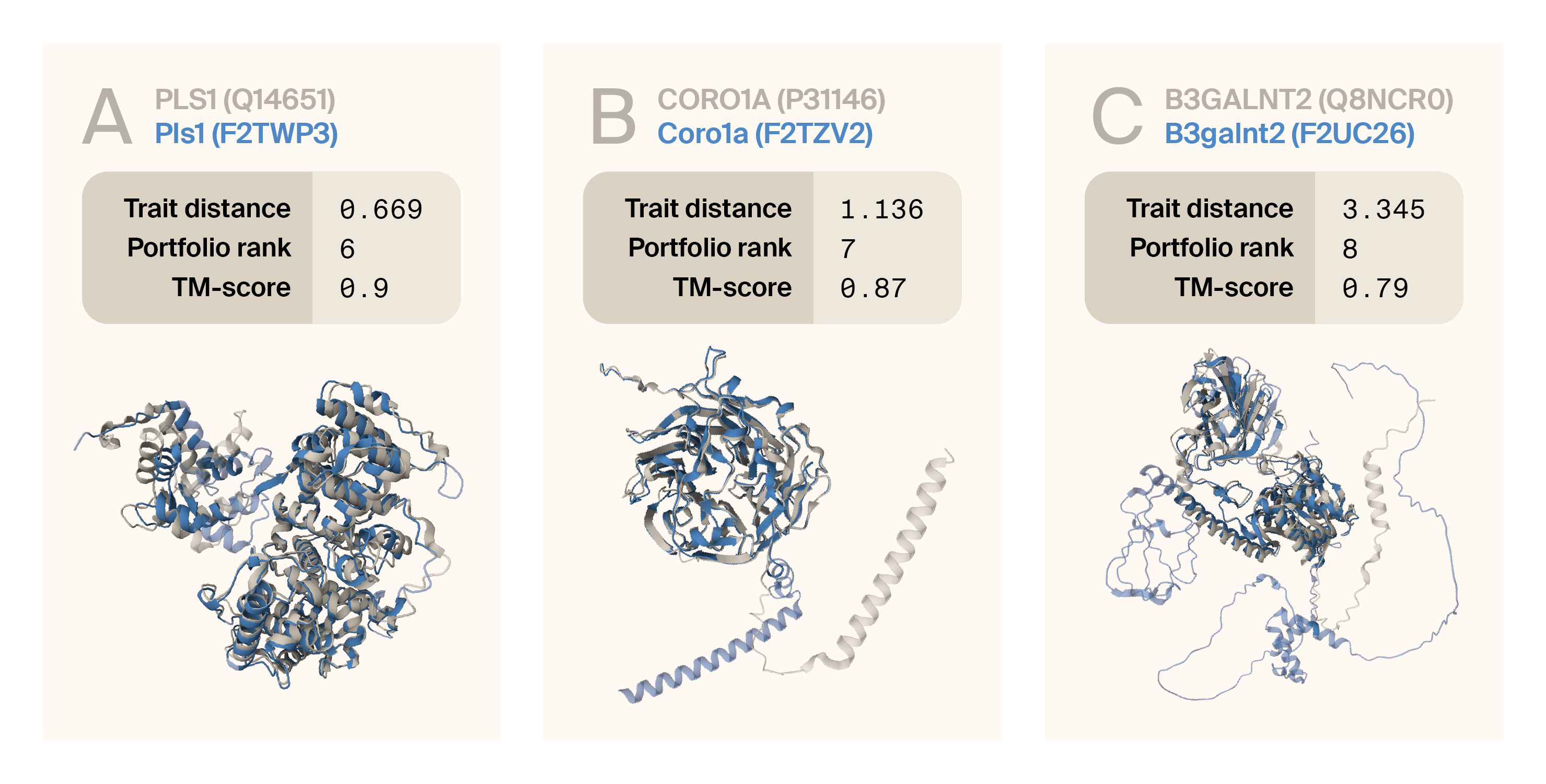 Structural alignments of proteins from humans and S. rosetta show high structural similarity due to their overlapping shapes.