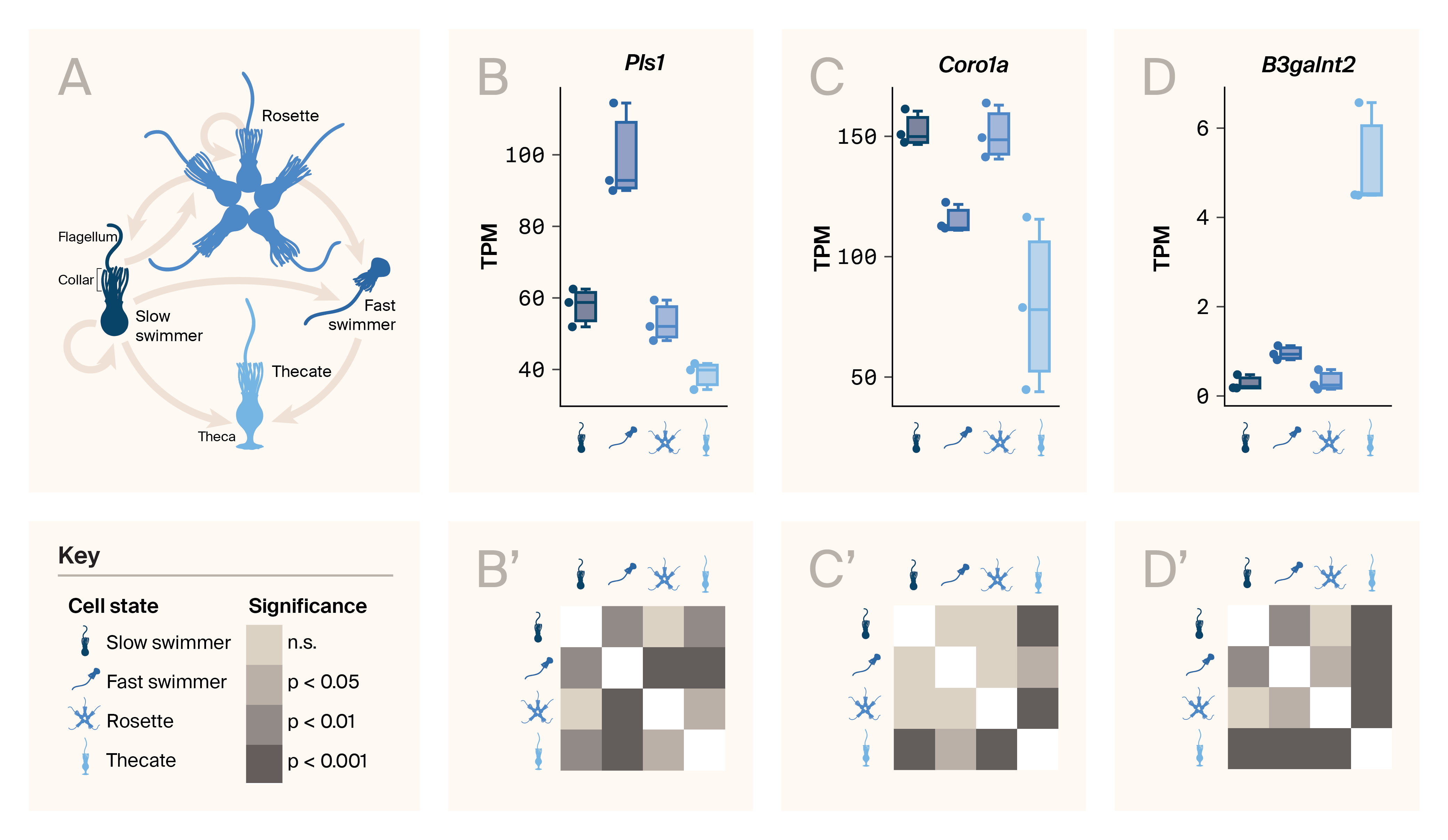 Illustration of different cell states of S. rosetta, including slow swimmers, rosettes, fast swimmers, and thecate cells. Bulk RNA-seq expression of pls1, coro1a, and b4galt7 across four cell states shown as scatter plots, illustrating that different cell types express different levels of all three genes.
