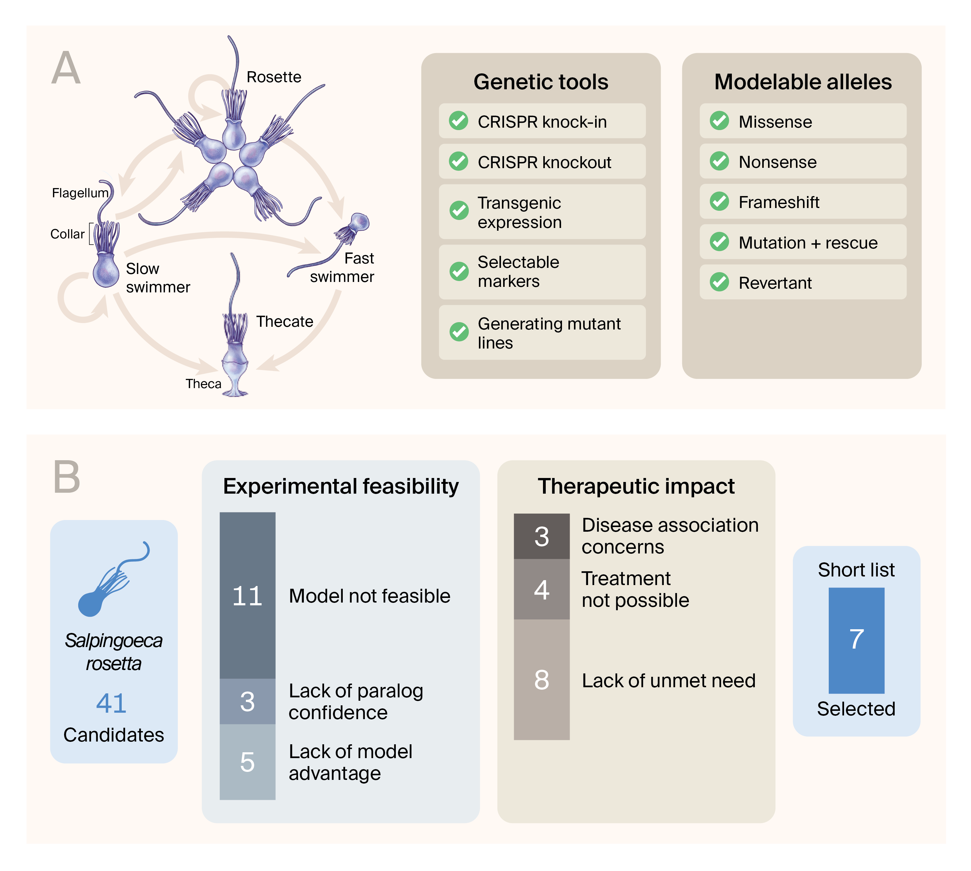 Drawing of cell types in S. rosetta next to its genetic tools. Bar charts show that we trimmed our long list of 41 genes to seven, mostly eliminating candidates where the model wasn’t feasible or there wasn’t an unmet need.