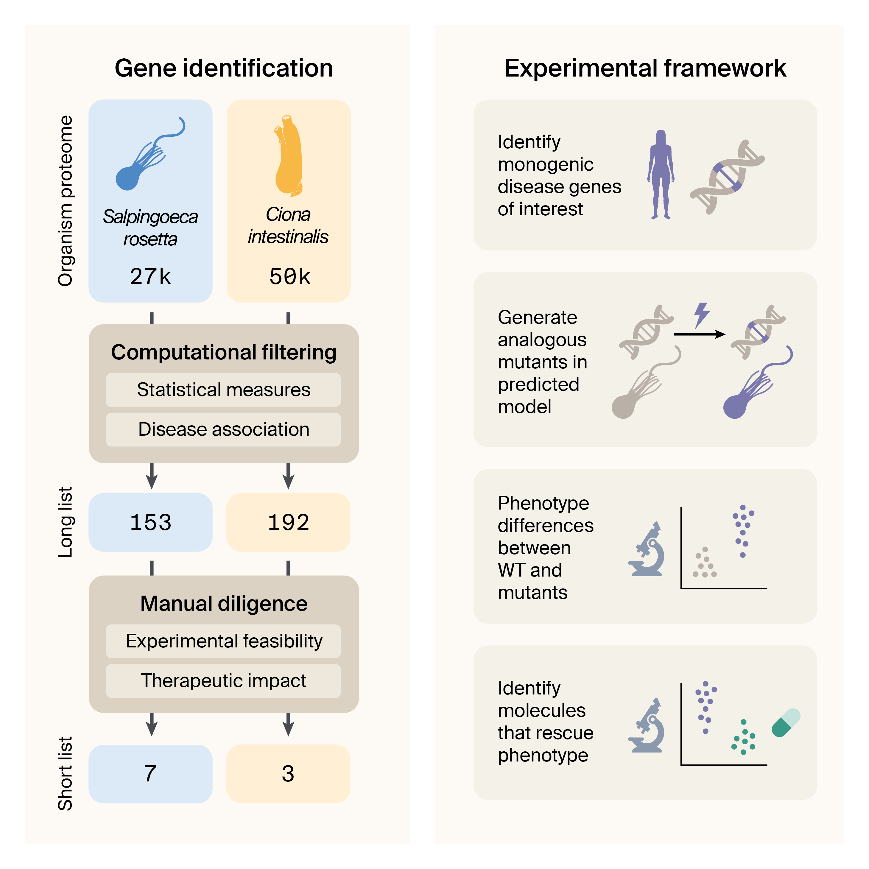Graphical abstract illustrating a filtering pipeline for gene identification and a high-level experimental framework.