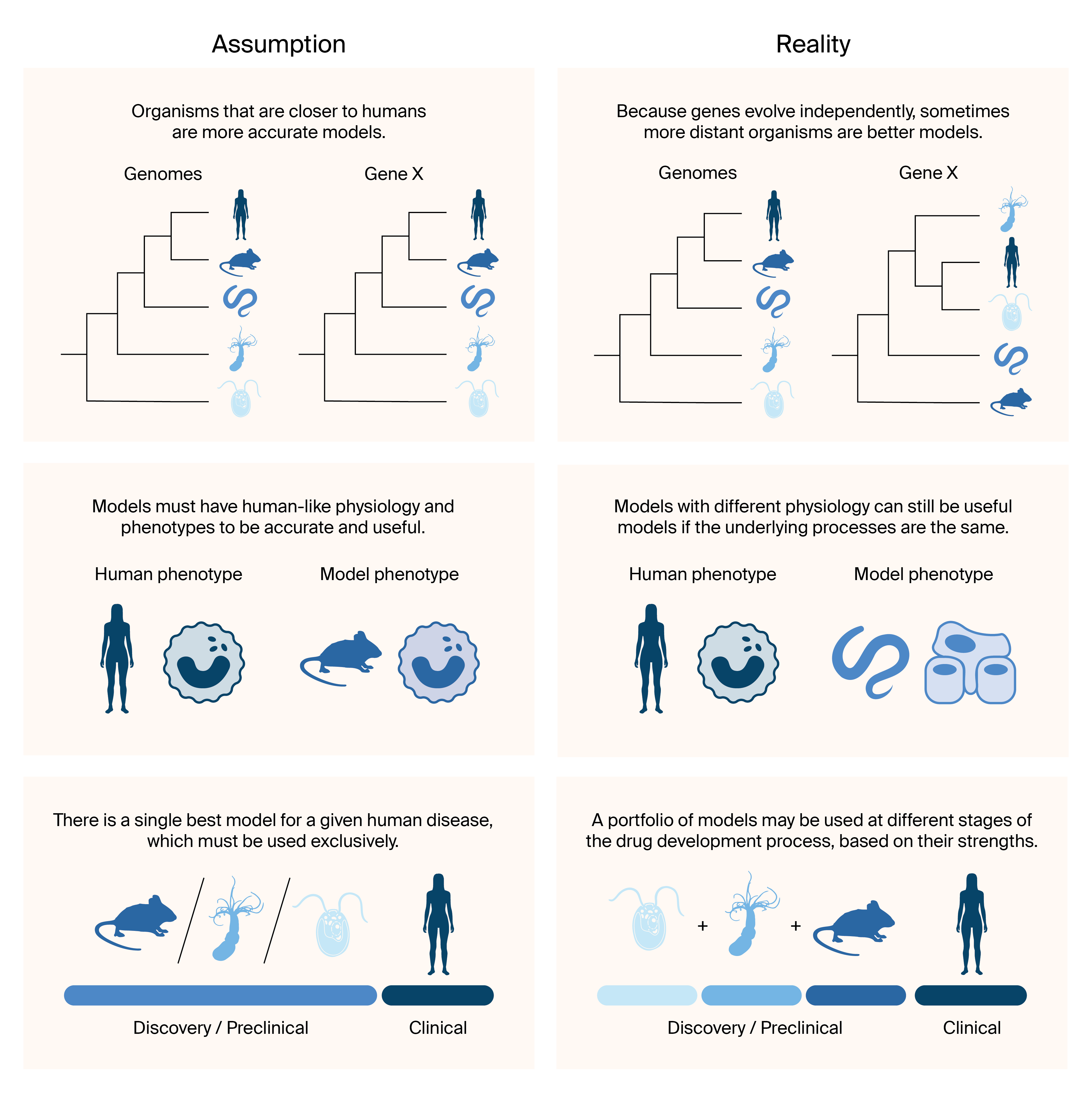 Schematic illustrating three contrasts between assumptions and reality. Models can be phylogenetically distant, can possess different physiology, and can be treated as a portfolio of options to model human disease.