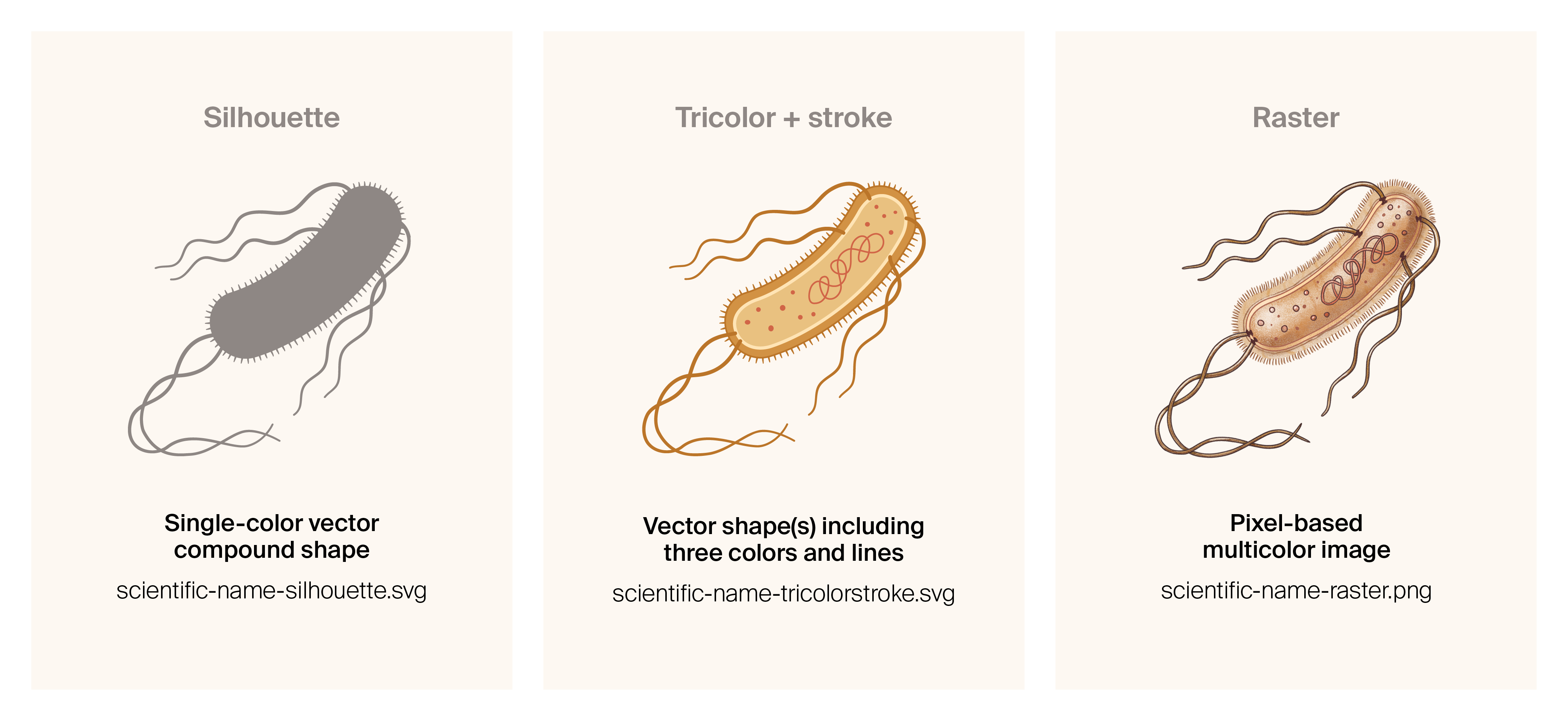 Three images of E. coli from the library showing how each type of image appears, along with file naming conventions (X-silhouette.svg, X-tricolorstroke.svg, and X-raster.png)