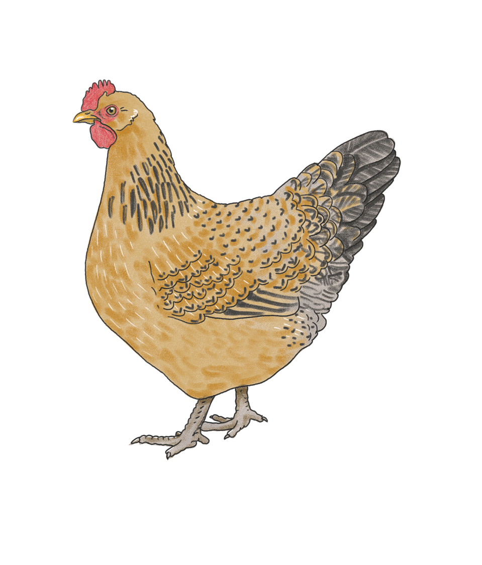 Raster image of Gallus gallus as an example of the “raster” files in the library.