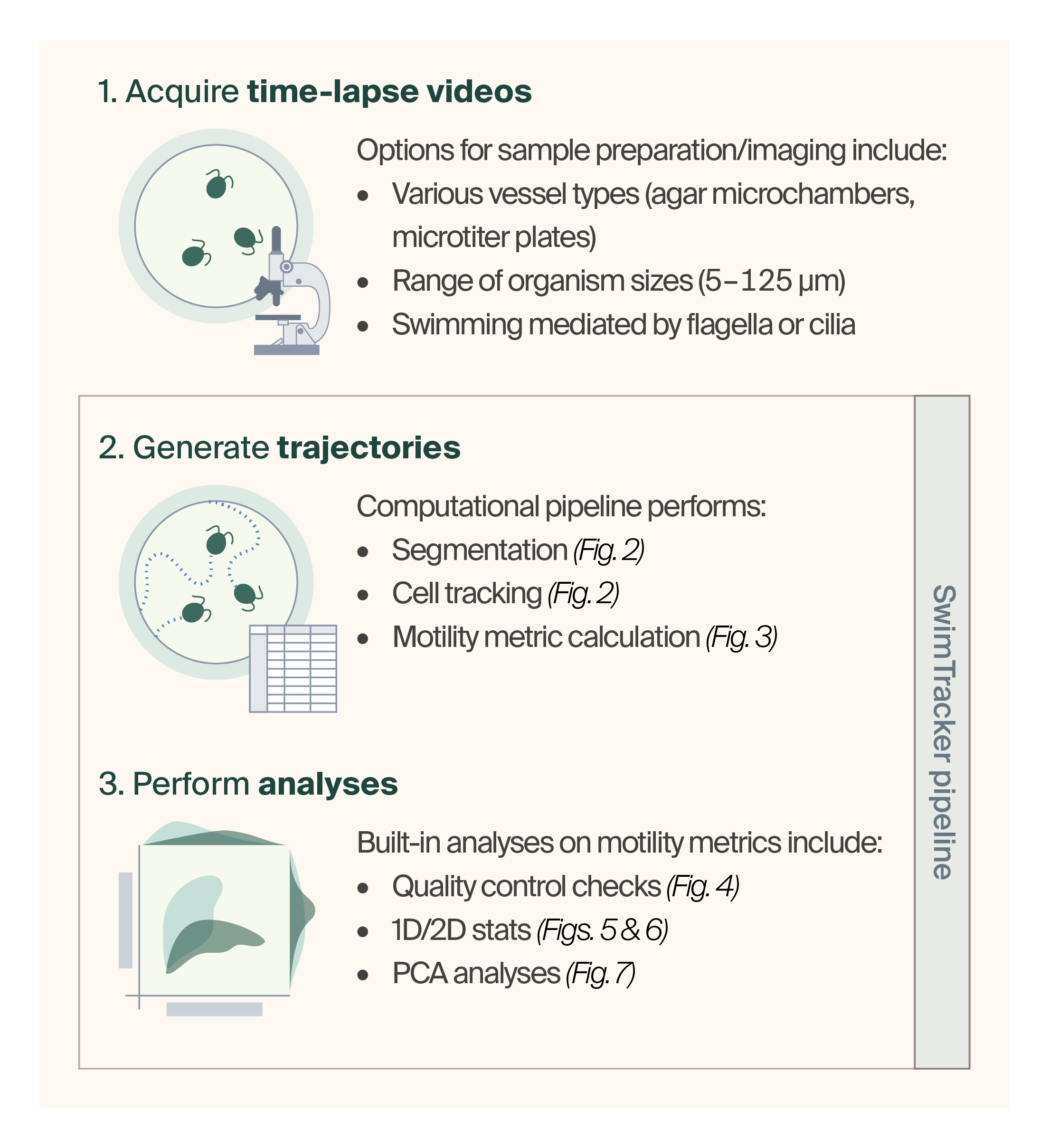 Schematic showing that after acquiring time-lapse microscopy videos, the SwimTracker pipeline can track cells and perform analyses.
