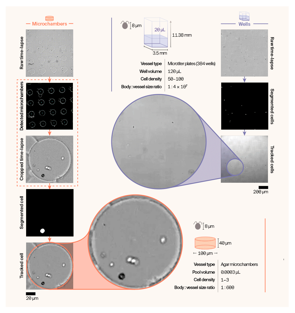 Schematic comparing the image processing workflow for the two vessel types where two extra steps are necessary for videos acquired in agar microchambers. These two steps are detecting individual microchambers from an image and cropping the time-lapse. Microchambers are much more confining than wells, holding only 1–3 cells (compared to 50–100).