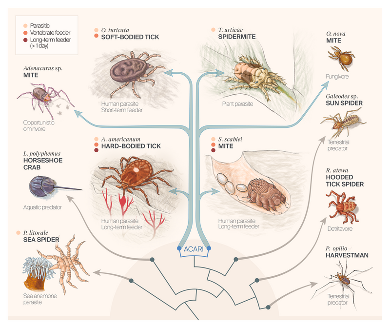 Illustration of some chelicerates in this study, highlighting ticks and scabies mites as long-term vertebrate parasites.