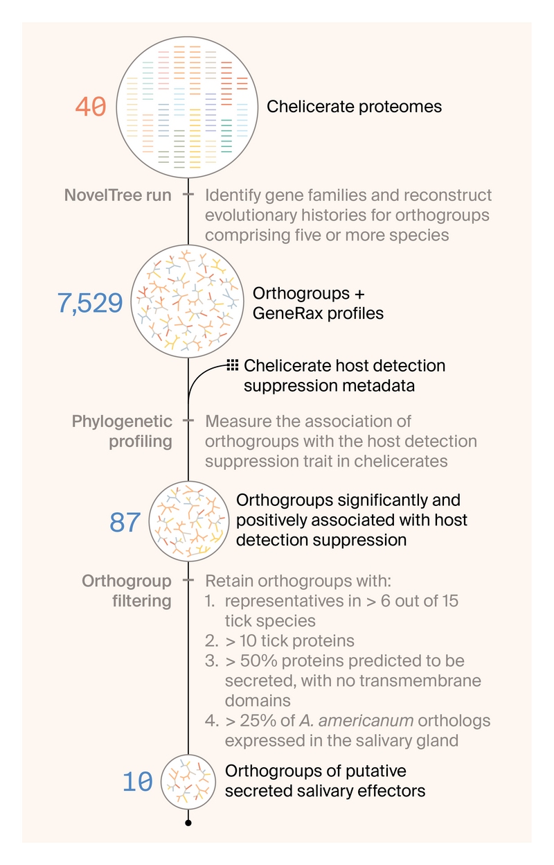 Workflow diagram of the analysis steps in this study used to predict which orthogroups are suppressors of host detection.