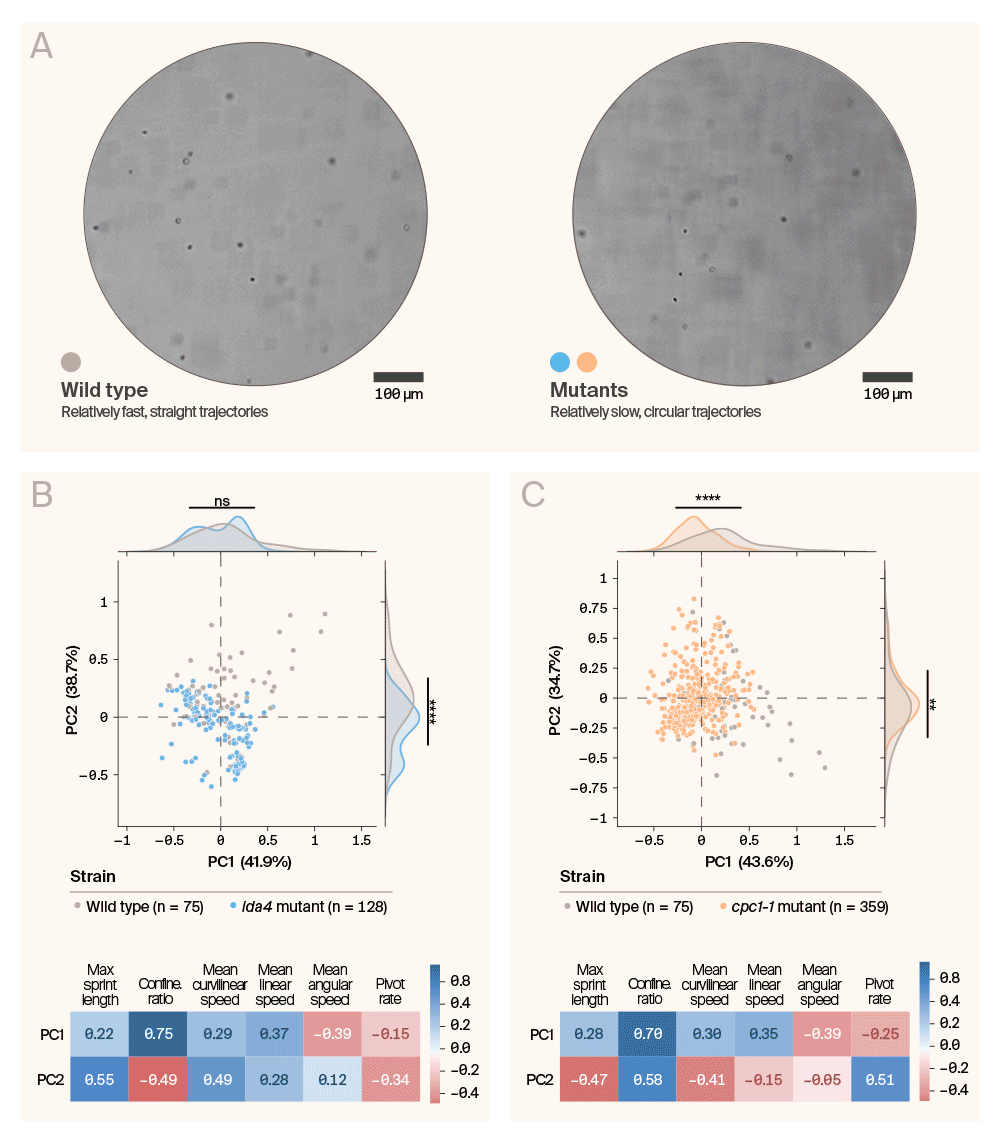 Panel A is an animated GIF of wild-type and mutant C. reinhardtii where cell trajectories show distinct movement patterns. Panel B is a scatter plot with density distributions of PC1 vs PC2 where ida4 mutants cluster distinctly from wild-type cells. Panel C is a scatter plot with density distributions of PC1 vs PC2 where cpc1-1 mutants cluster distinctly from wild-type cells.