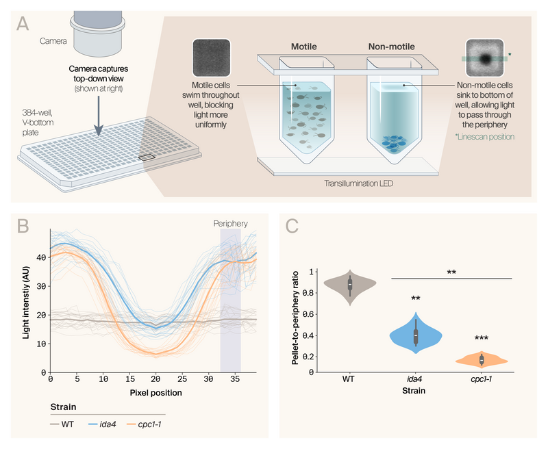Panel A is a diagram of v-bottom plate setup where motile cells swim throughout well while non-motile cells sink to center. Panel B depics line graphs of light intensity across well positions where swimming cells block light uniformly while settled cells create dark centers. Panel C shows violin plots of pellet-to-periphery ratios where mutants show significantly reduced motility compared to wild-type.