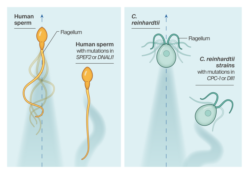 Graphical abstract of the forward motility of human sperm and Chlamydomonas being disrupted with SPGF-associated mutations.