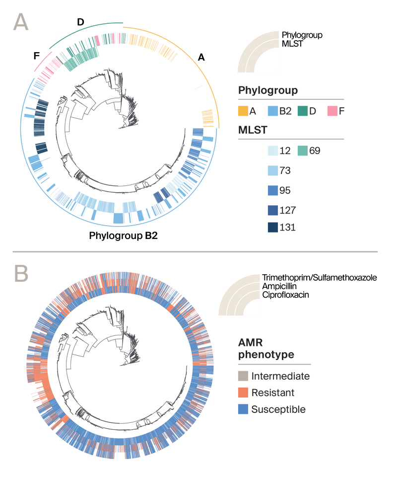 A multi-panel figure of the same phylogenetic tree with either phylogenetic grouping labels or resistance status for three antimicrobial drugs overlaid where phylogenetic groups are clustered on the tree while resistance status is generally dispersed with some minimal clustering.