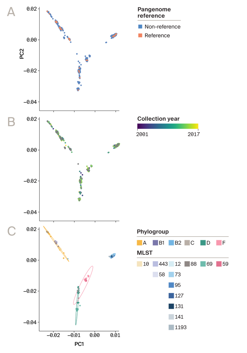A multi-panel scatter plot of the same genomic PCA visualization with pan-genome reference samples, year of sampling, and phylogenetic group identifier status overlaid where reference samples and year of sampling are randomly dispersed, while phylogenetic grouping is clustered.