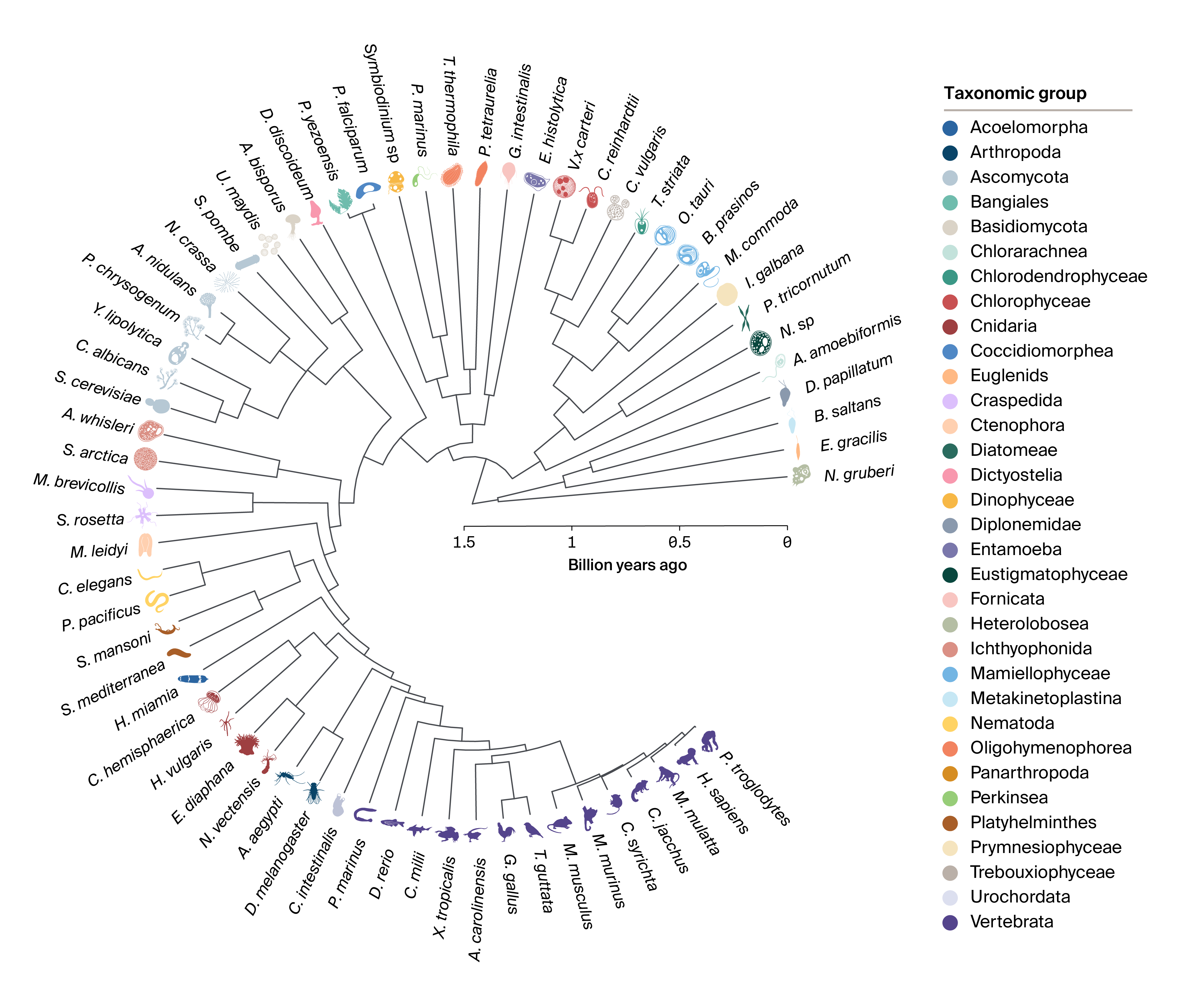 A time-calibrated phylogenetic tree showing the 63-species Eukaroytic organismal portfolio.