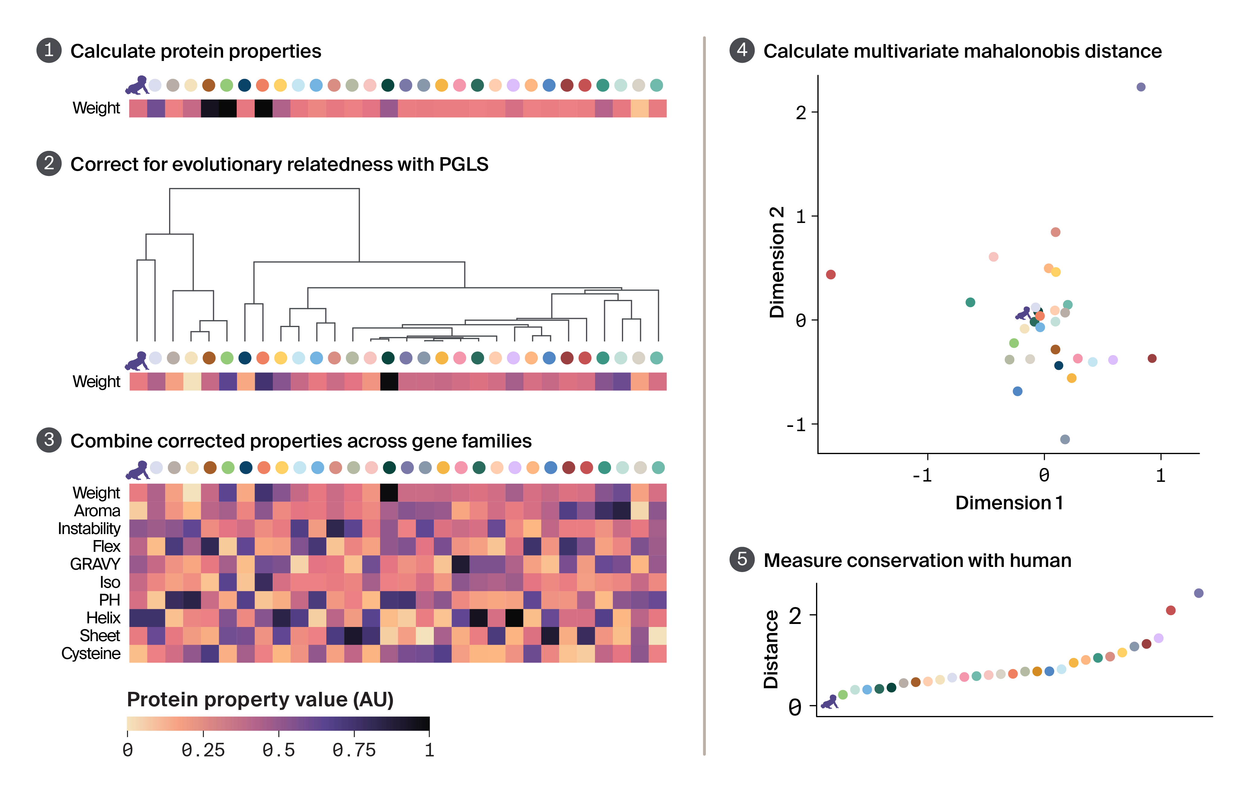 Multi-panel figure depicting how molecular conservation of species protein properties to human homologs was derived.