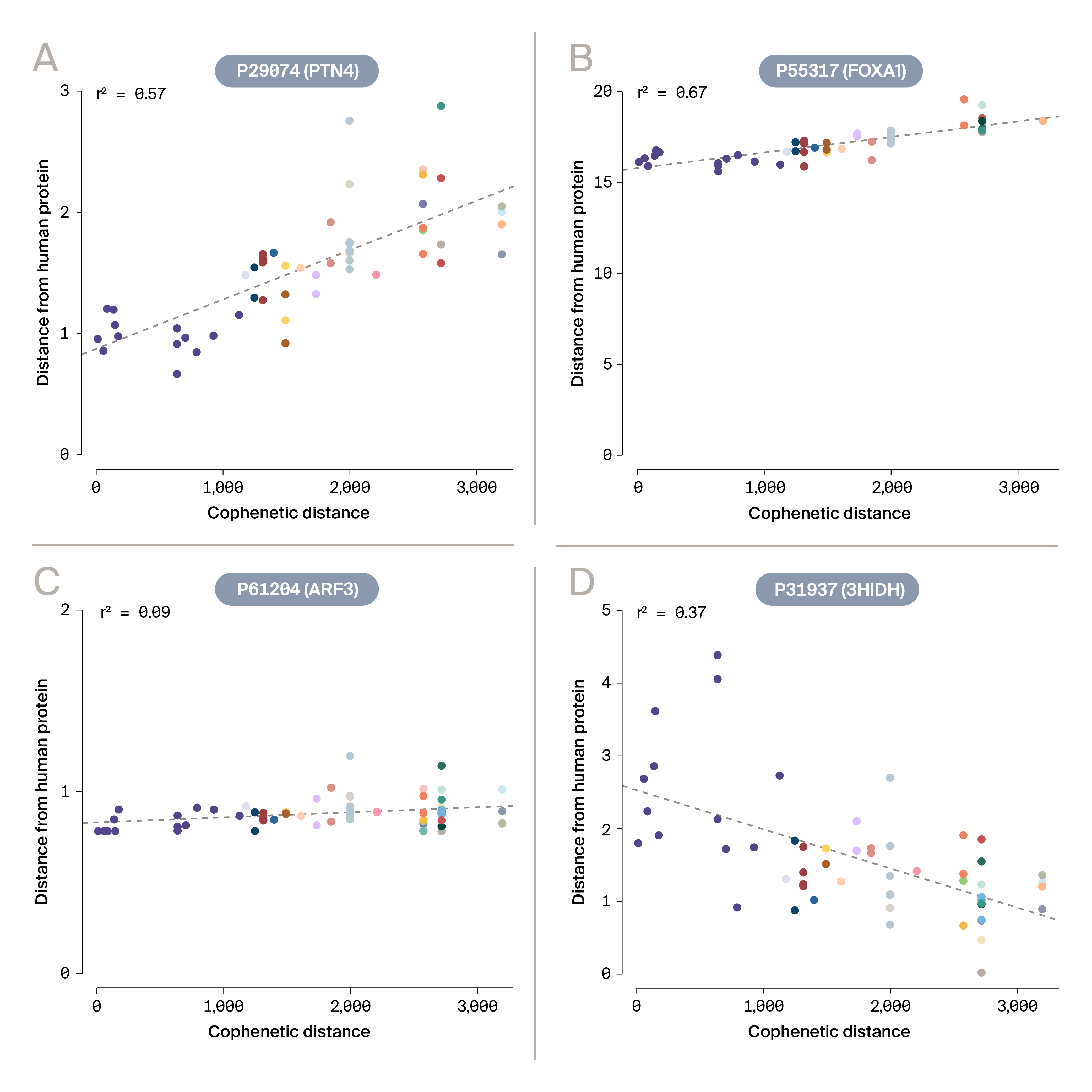 Four scatter plots comparing human protein conservation vs phylogenetic distance to show varied evolutionary patterns.