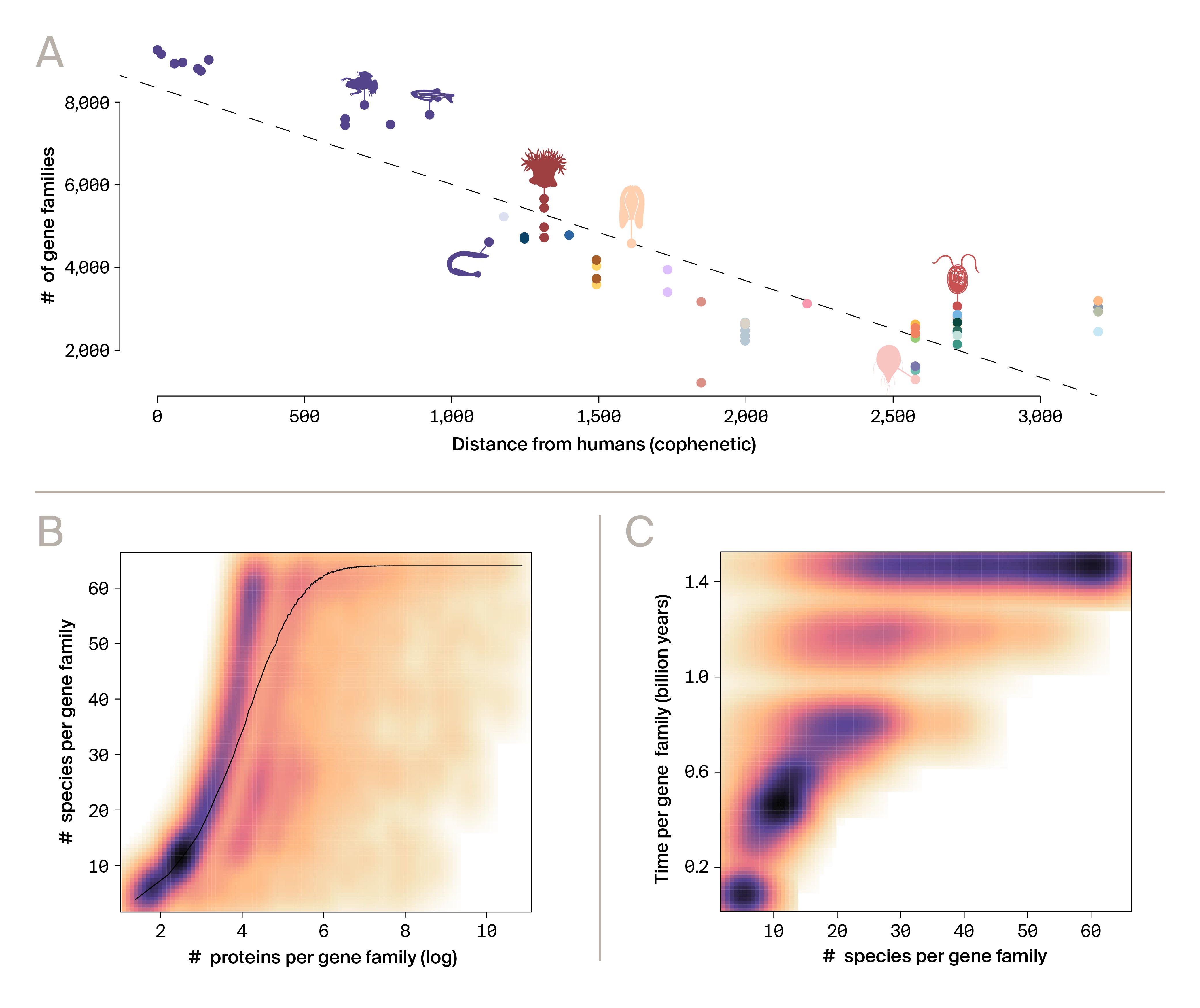 Three plots: (A) fewer shared human gene families with distance, (B) protein vs species distributions, and (C) family age vs species.