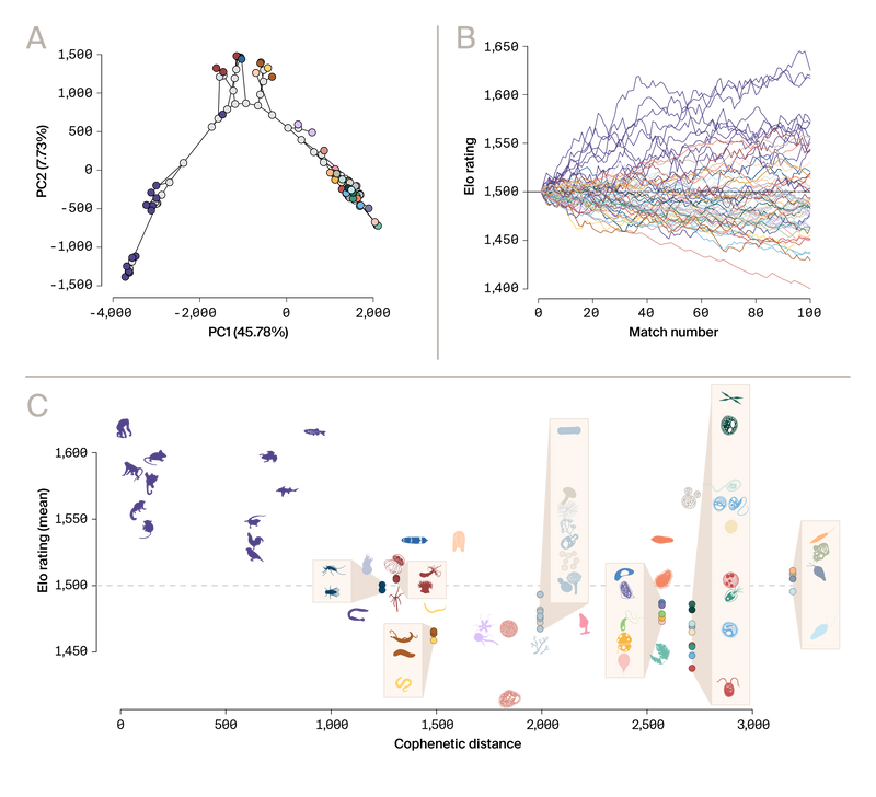 Three-panel figure: (A) Phylomorphospace, (B) Elo rating changes over matches, (C) Elo ratings vs phylogenetic distance.