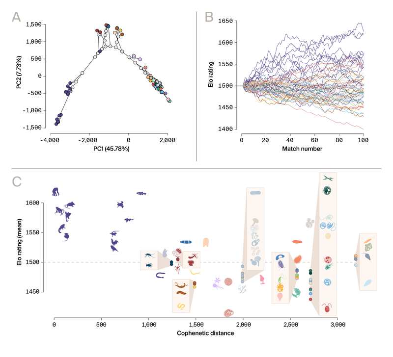 Three-panel figure: (A) Phylomorphospace, (B) Elo rating changes over matches, (C) Elo ratings vs phylogenetic distance.