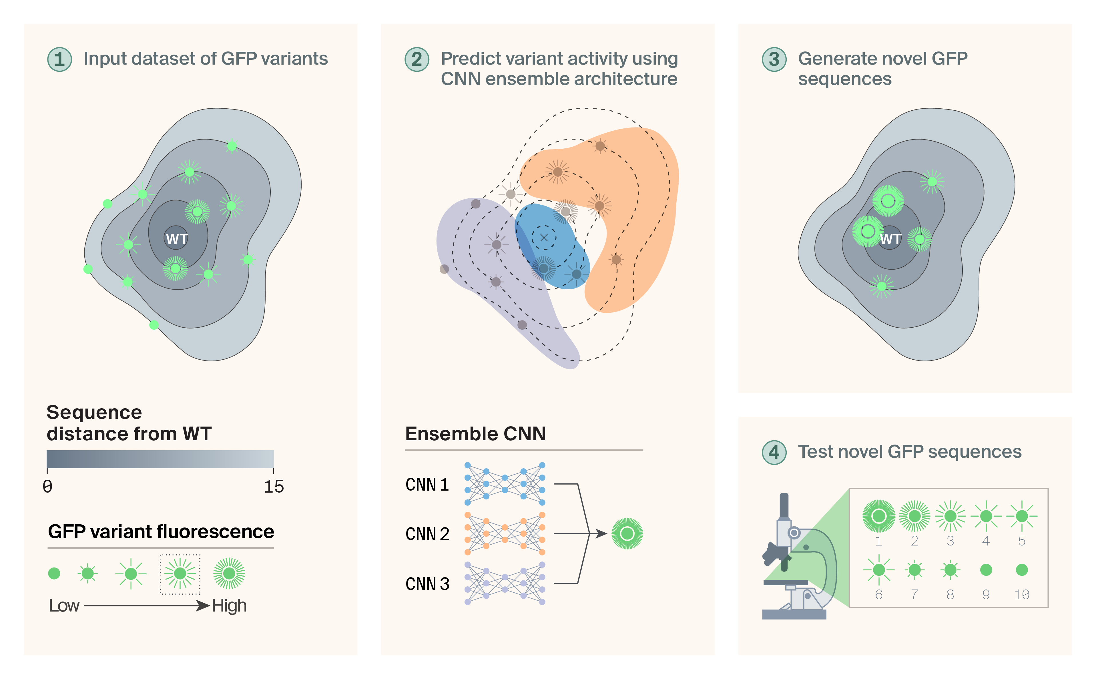 Overview of our protein design approach, where novel GFP variants are designed using an ensemble of convolutional neural networks.