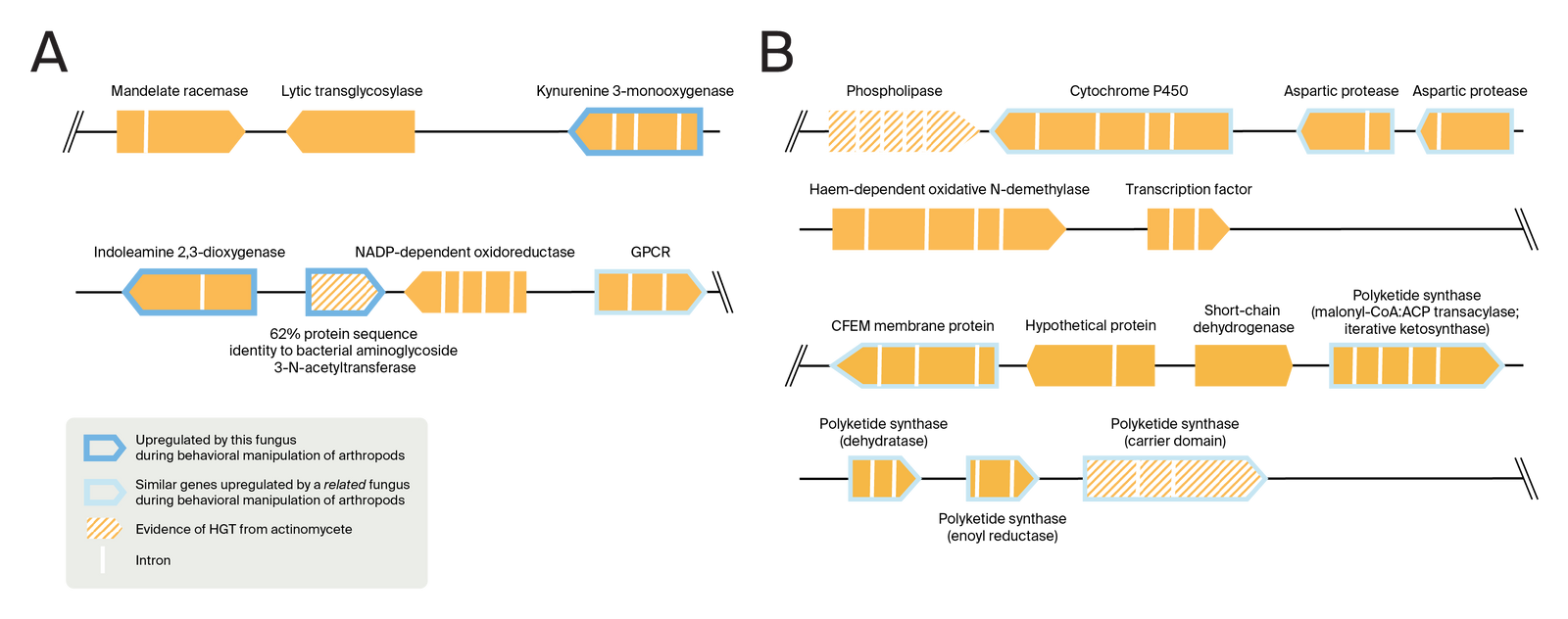 Putative horizontal gene transfer events point to candidate genes ...