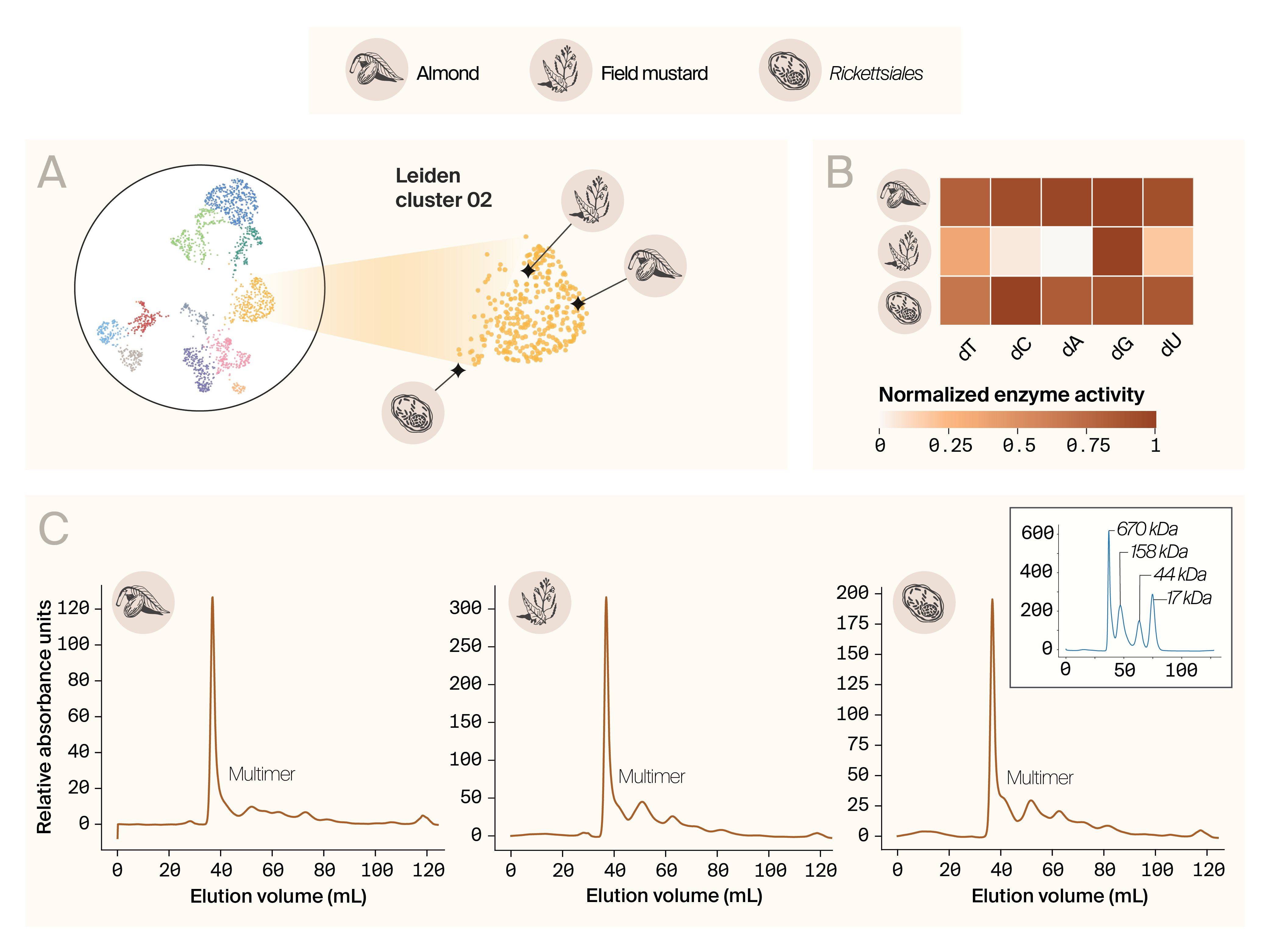 Protein purification and activity data for the proteins in cluster 2. (A) shows the UMAP with the three selected proteins highlighted. (B) is a heatmap with the enzymatic activity of the proteins showing that they all act on multiple substrates but are not always consistent on which substrates. (C) contains size exclusion chromatography results for each protein demonstrating that they each exist as a multimer or aggregate of some sort.